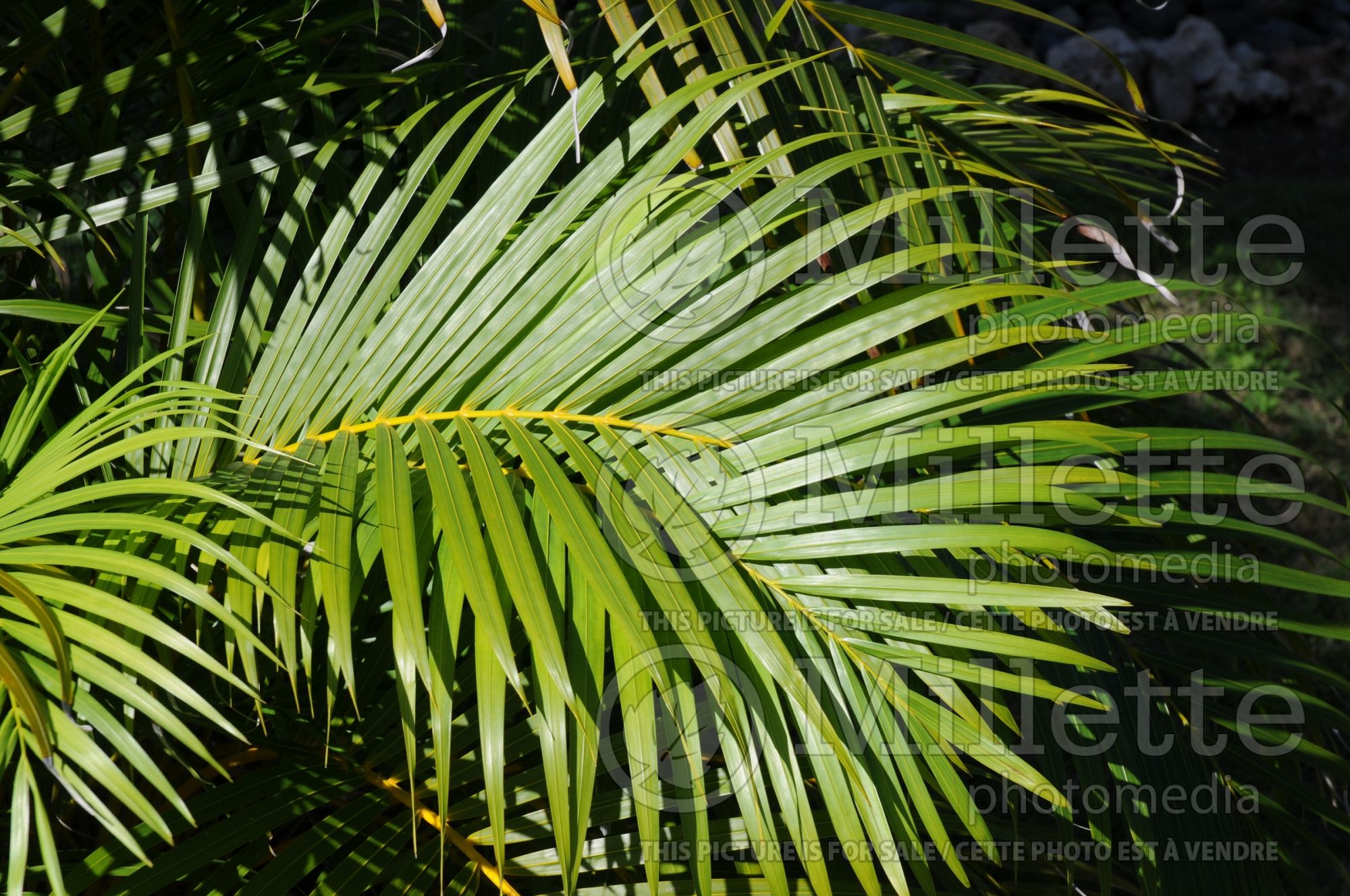Dypsis lutescens aka Chrysalidocarpus lutescens (Areca Palm or Butterfly Palm) 6