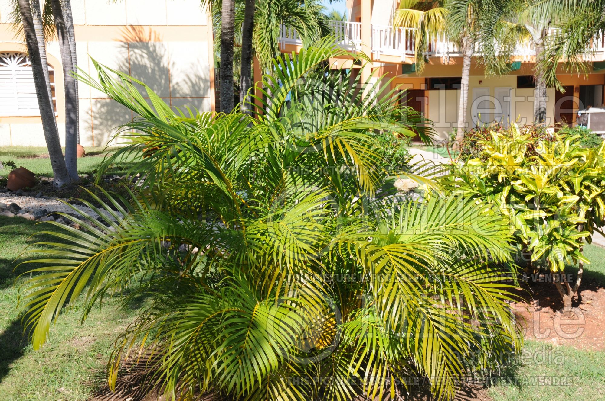 Dypsis lutescens aka Chrysalidocarpus lutescens (Areca Palm or Butterfly Palm) 2