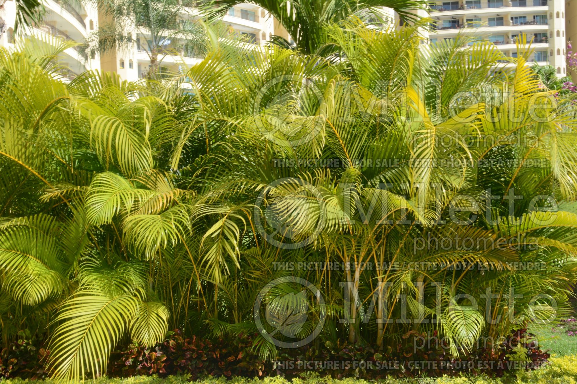 Dypsis lutescens aka Chrysalidocarpus lutescens (Areca Palm or Butterfly Palm) 8