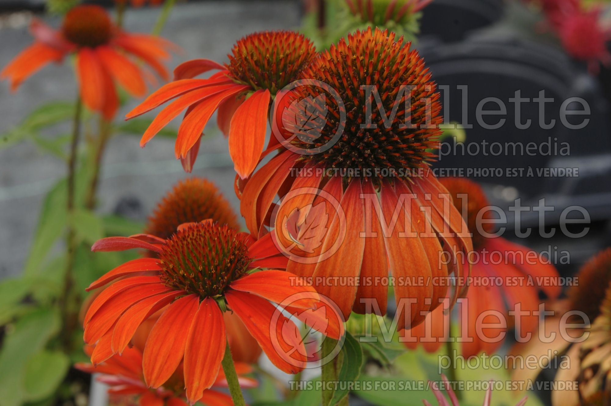 Echinacea Butterfly Julia aka Julia (Coneflower) 7