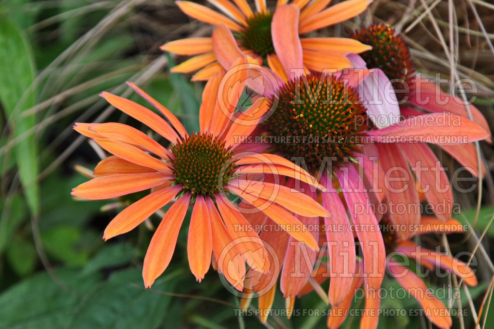 Echinacea Butterfly Julia aka Julia (Coneflower) 6