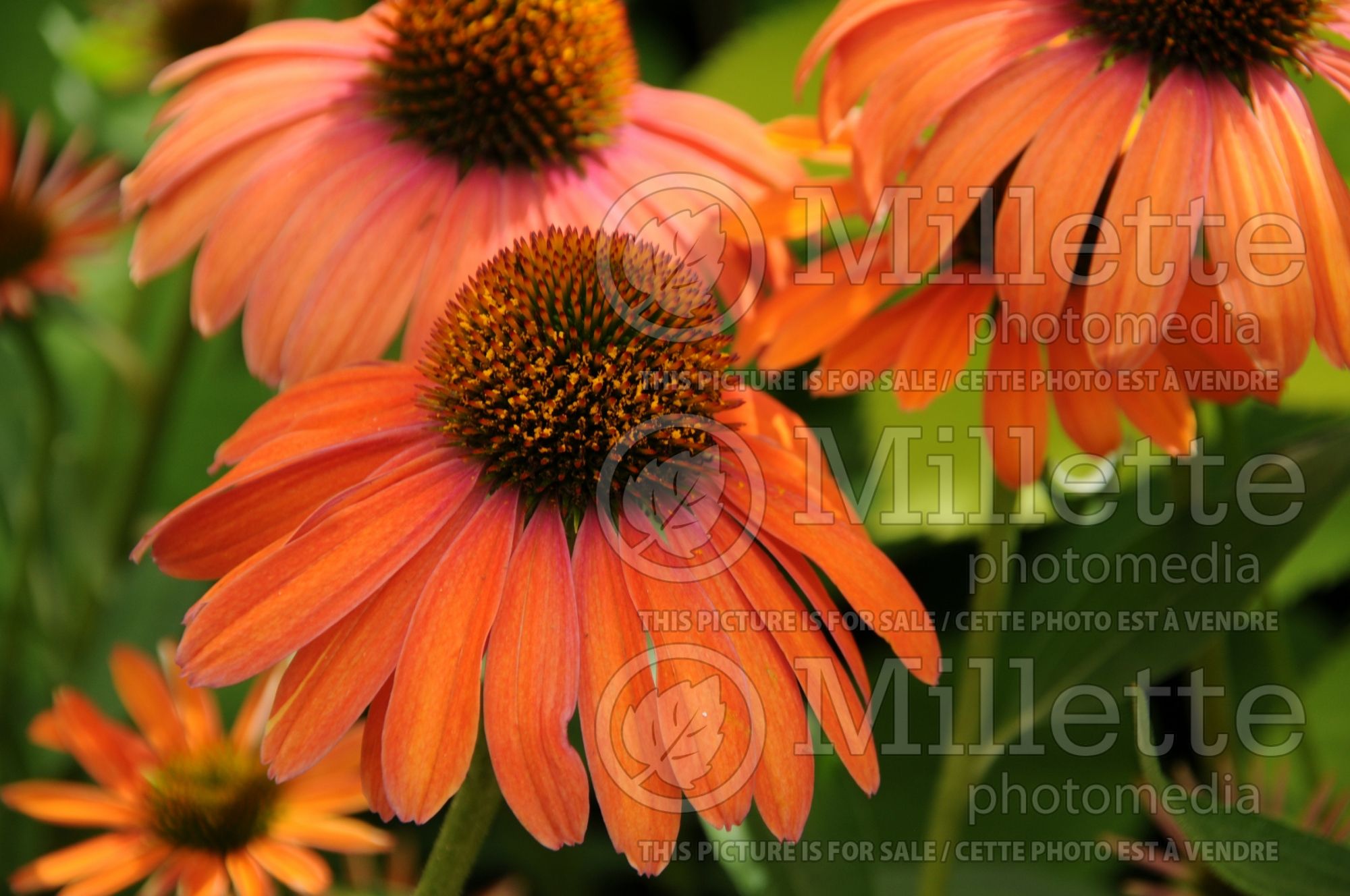 Echinacea Butterfly Julia aka Julia (Coneflower) 4