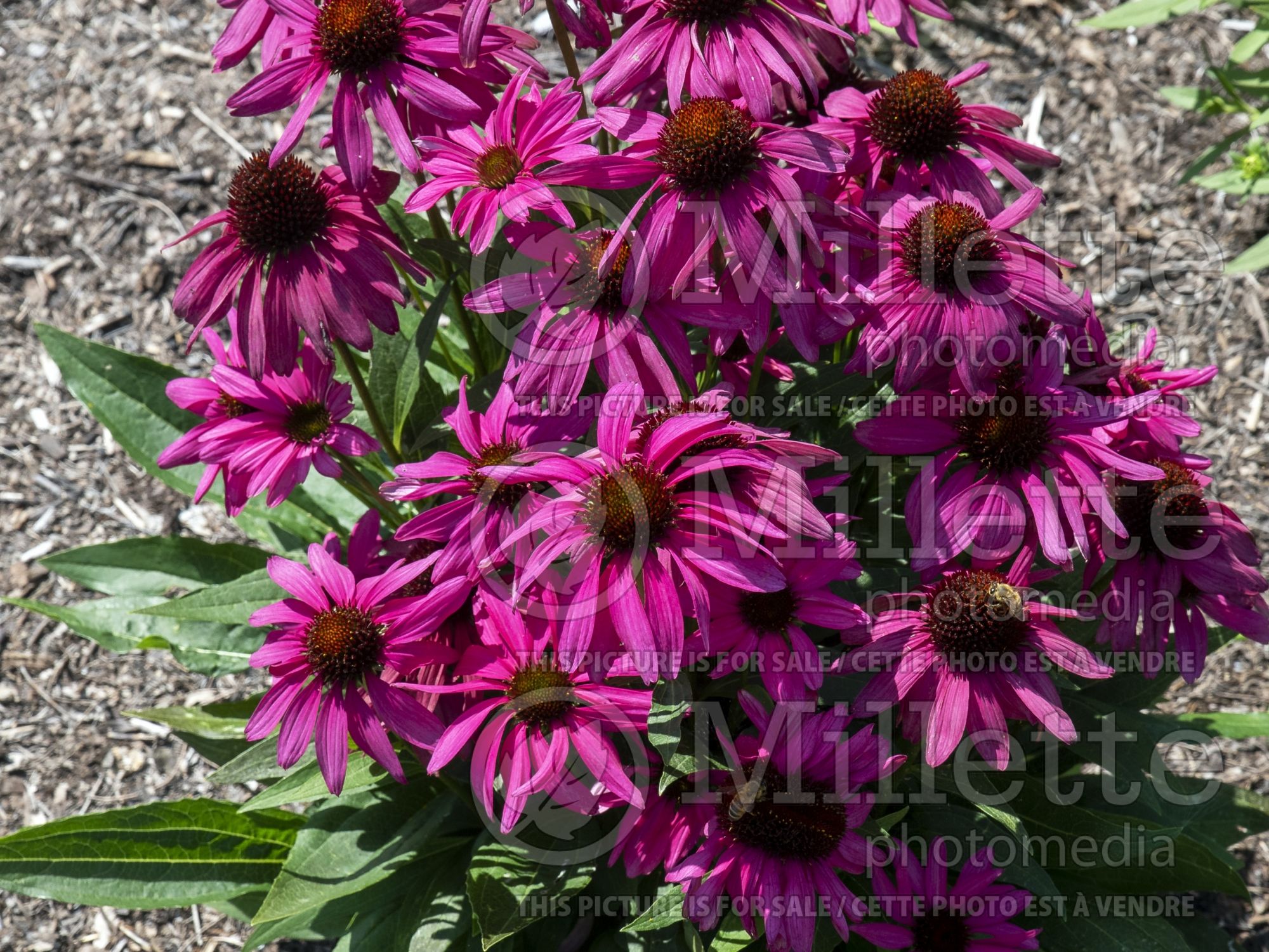 Echinacea Butterfly Purple Emperor (Coneflower) 2