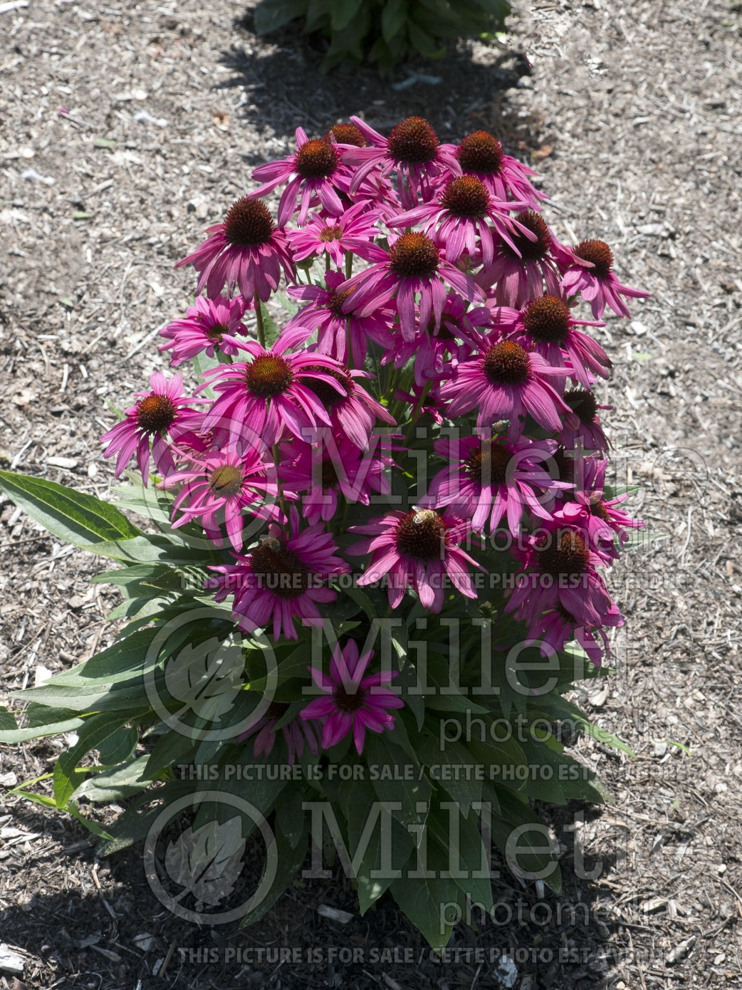 Echinacea Butterfly Purple Emperor (Coneflower) 3