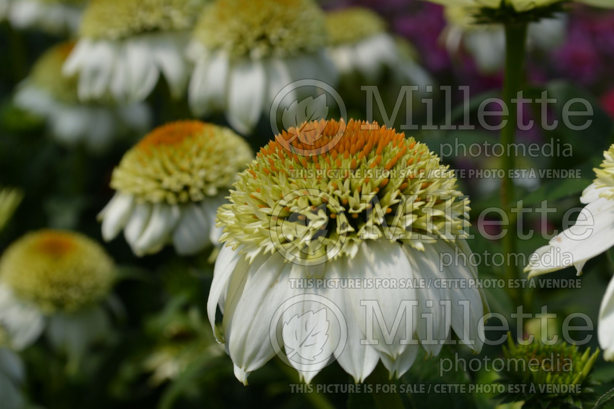 Echinacea Cone-fections Milkshake (Coneflower) 7
