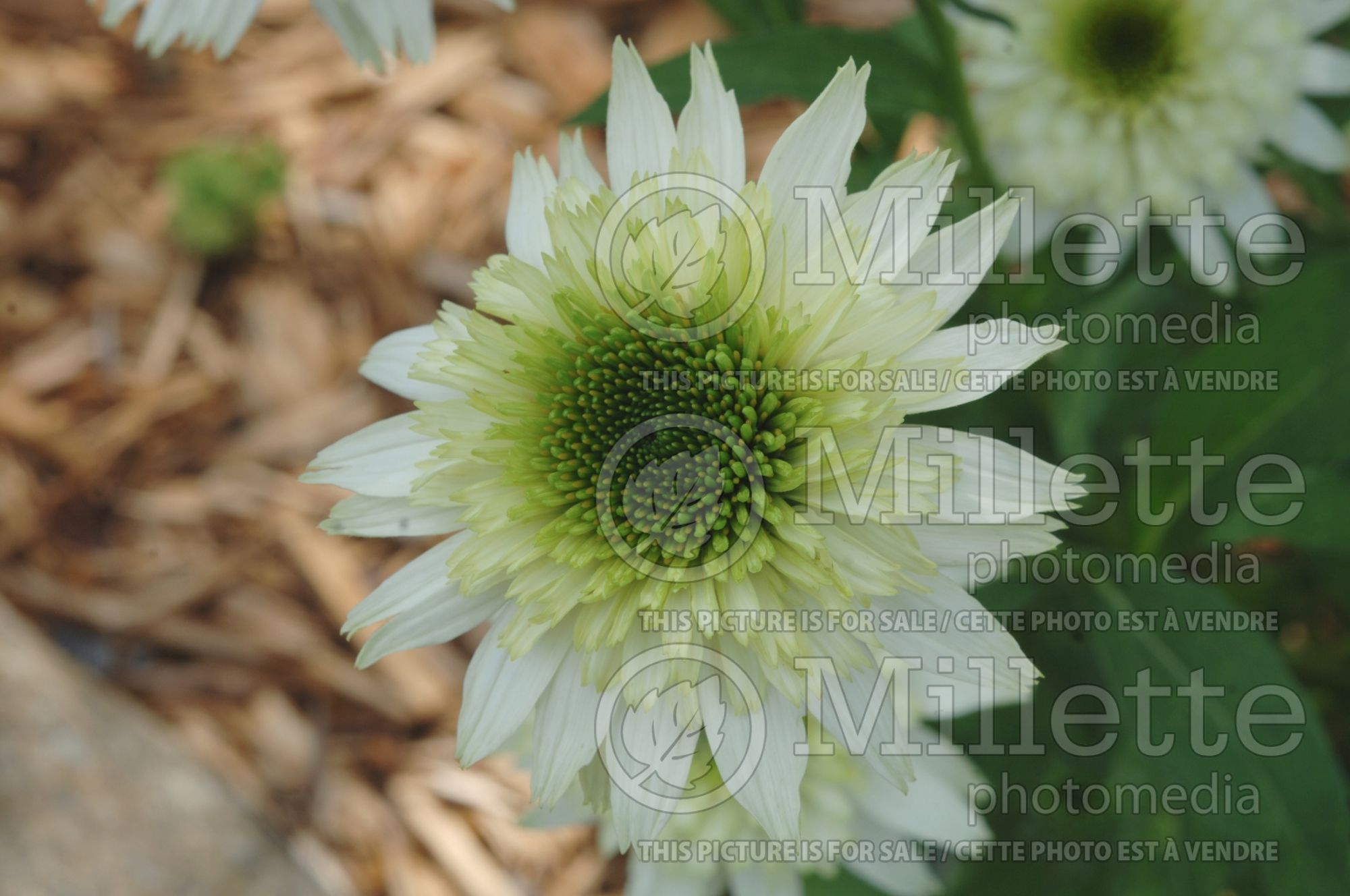 Echinacea Cone-fections Milkshake (Coneflower) 3