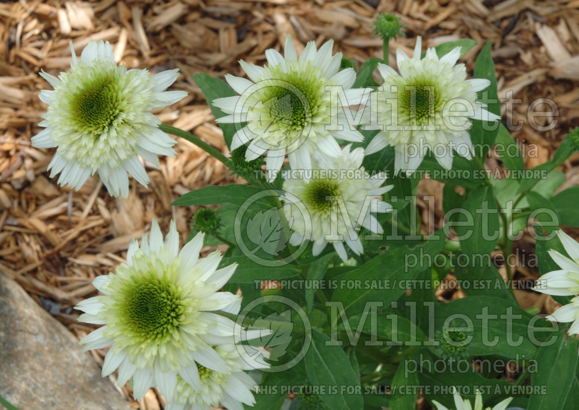 Echinacea Cone-fections Milkshake (Coneflower) 2