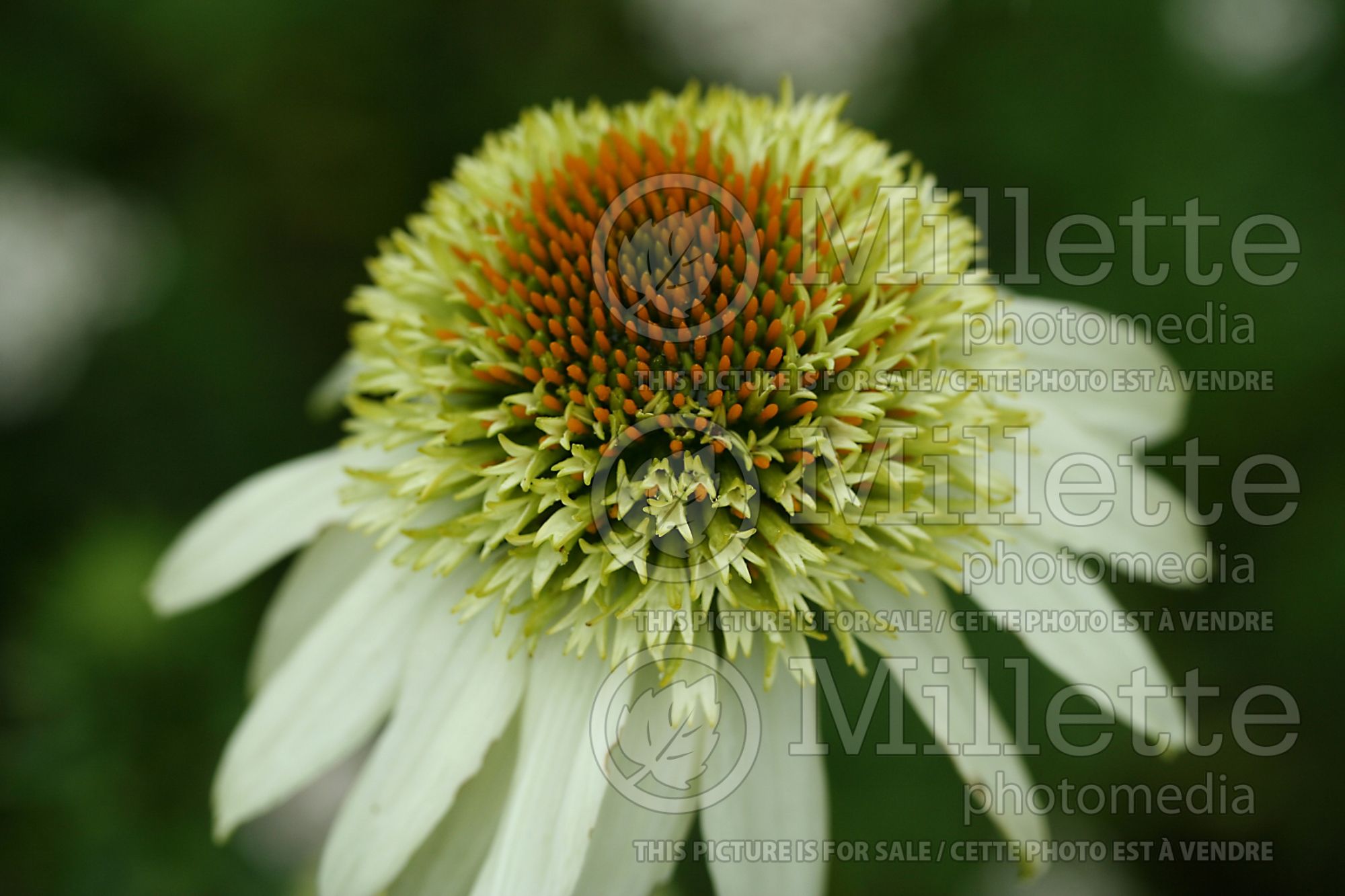 Echinacea Cone-fections Milkshake (Coneflower) 5