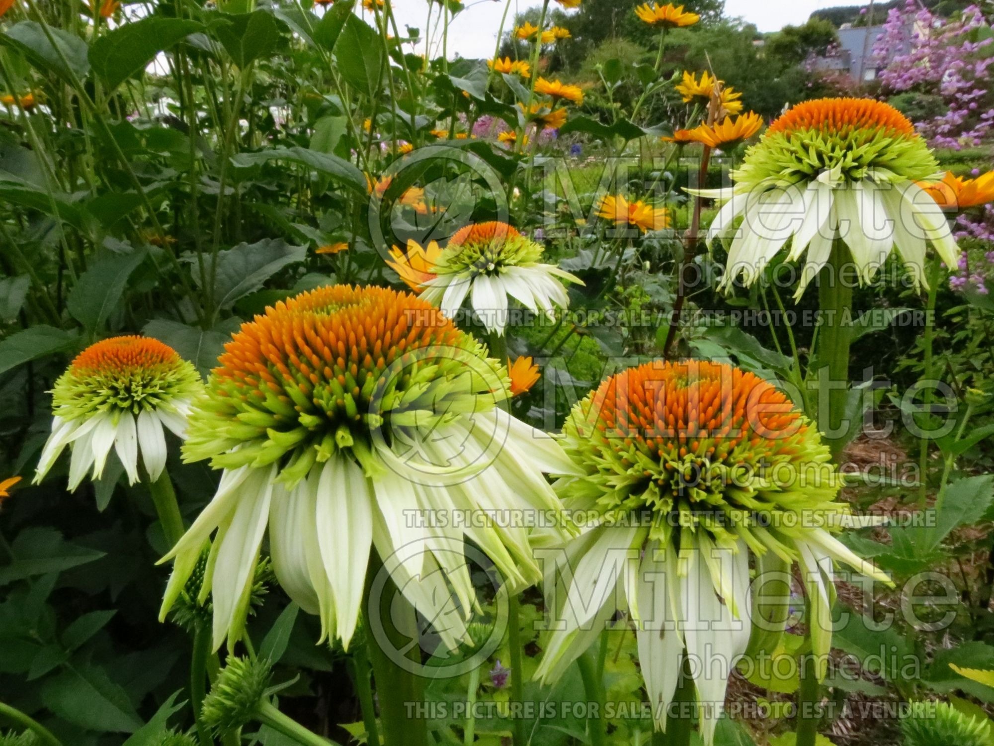 Echinacea Cone-fections Milkshake (Coneflower) 4