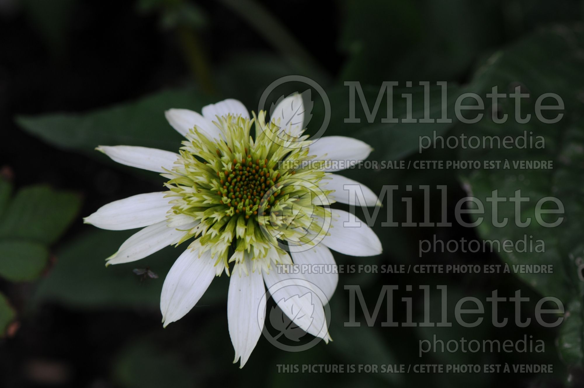 Echinacea Cone-fections Milkshake (Coneflower) 6