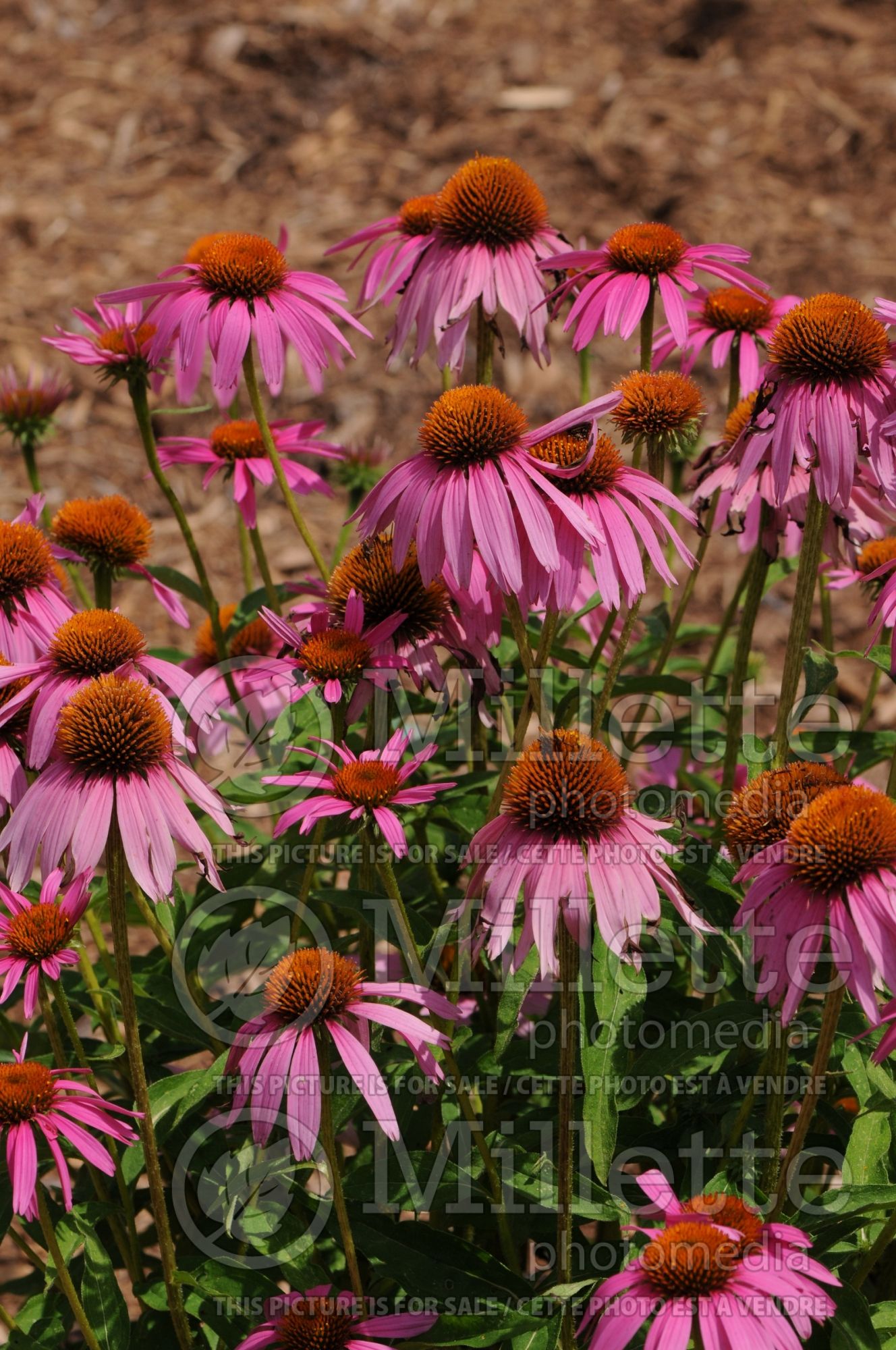 Echinacea Crazy Pink aka Adam Saul (Coneflower) 3