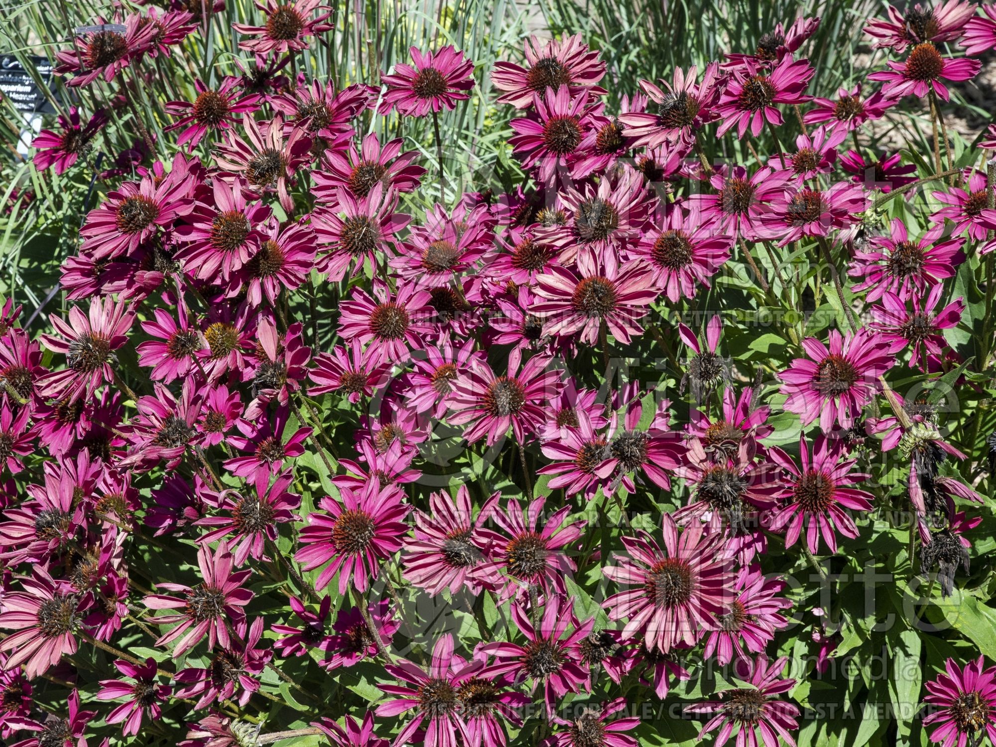 Echinacea Double Scoop Raspberry aka Balsceras (Coneflower) 8
