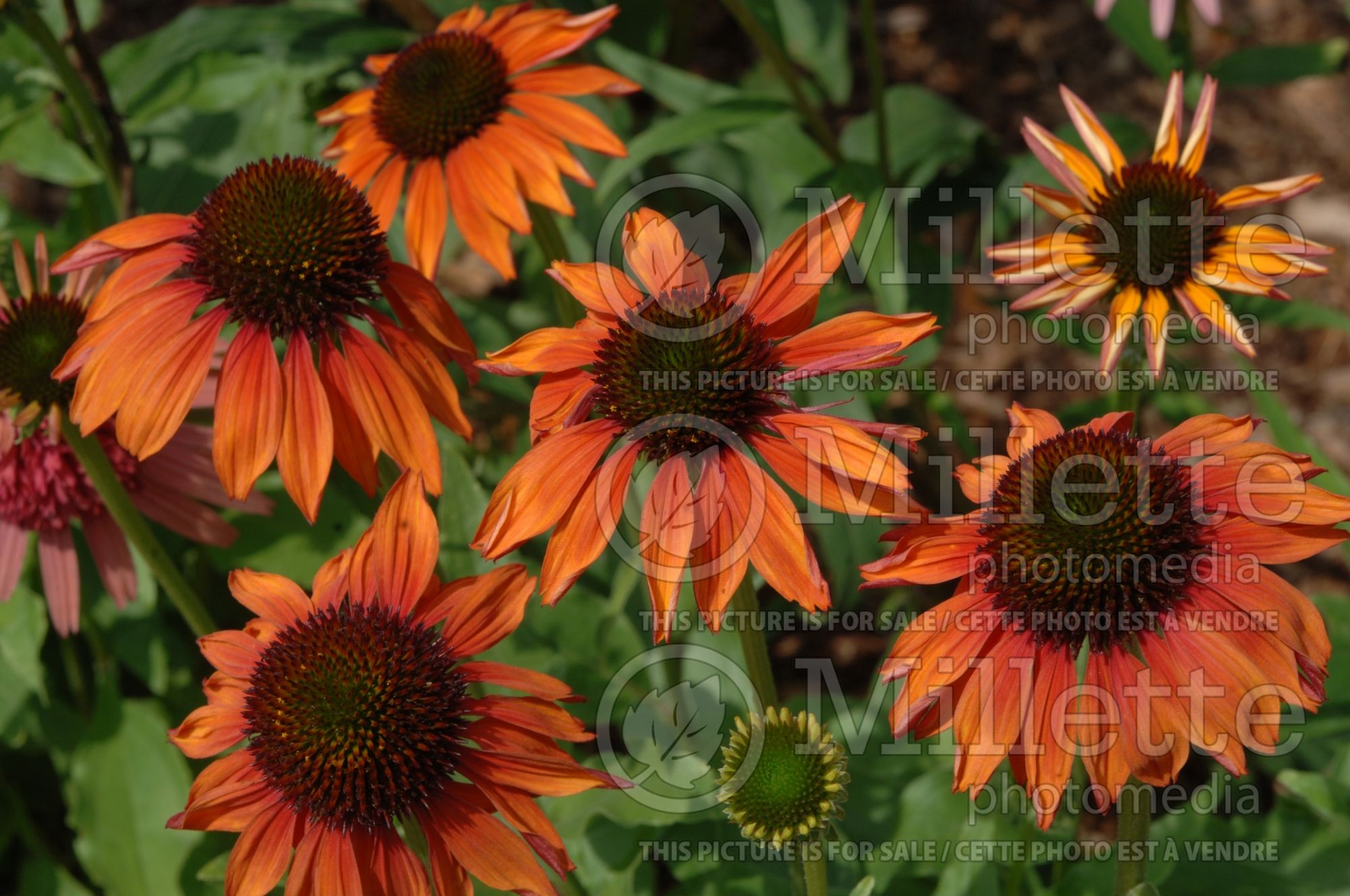 Echinacea Firebird (Coneflower) 6