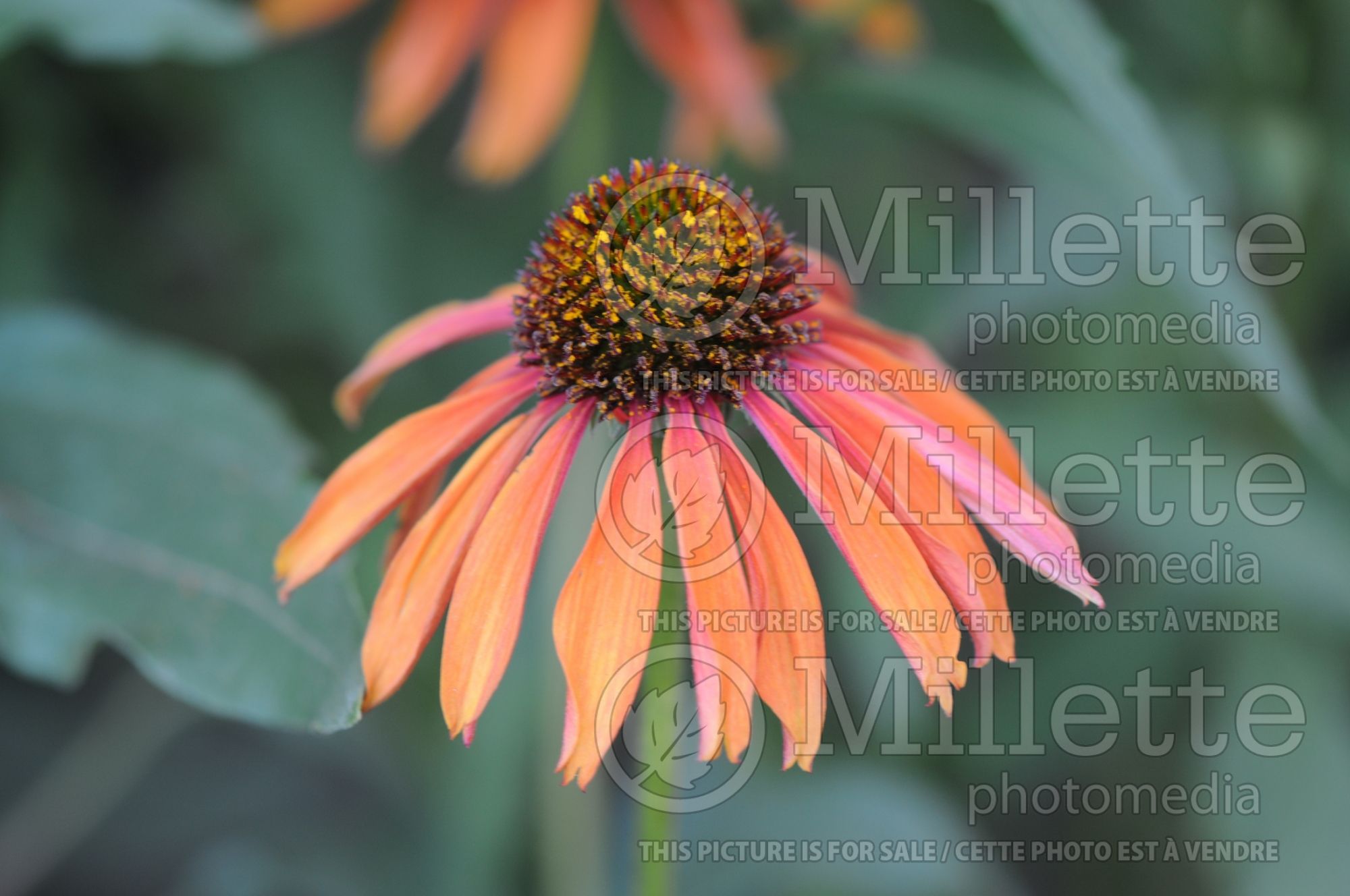 Echinacea Firebird (Coneflower) 4
