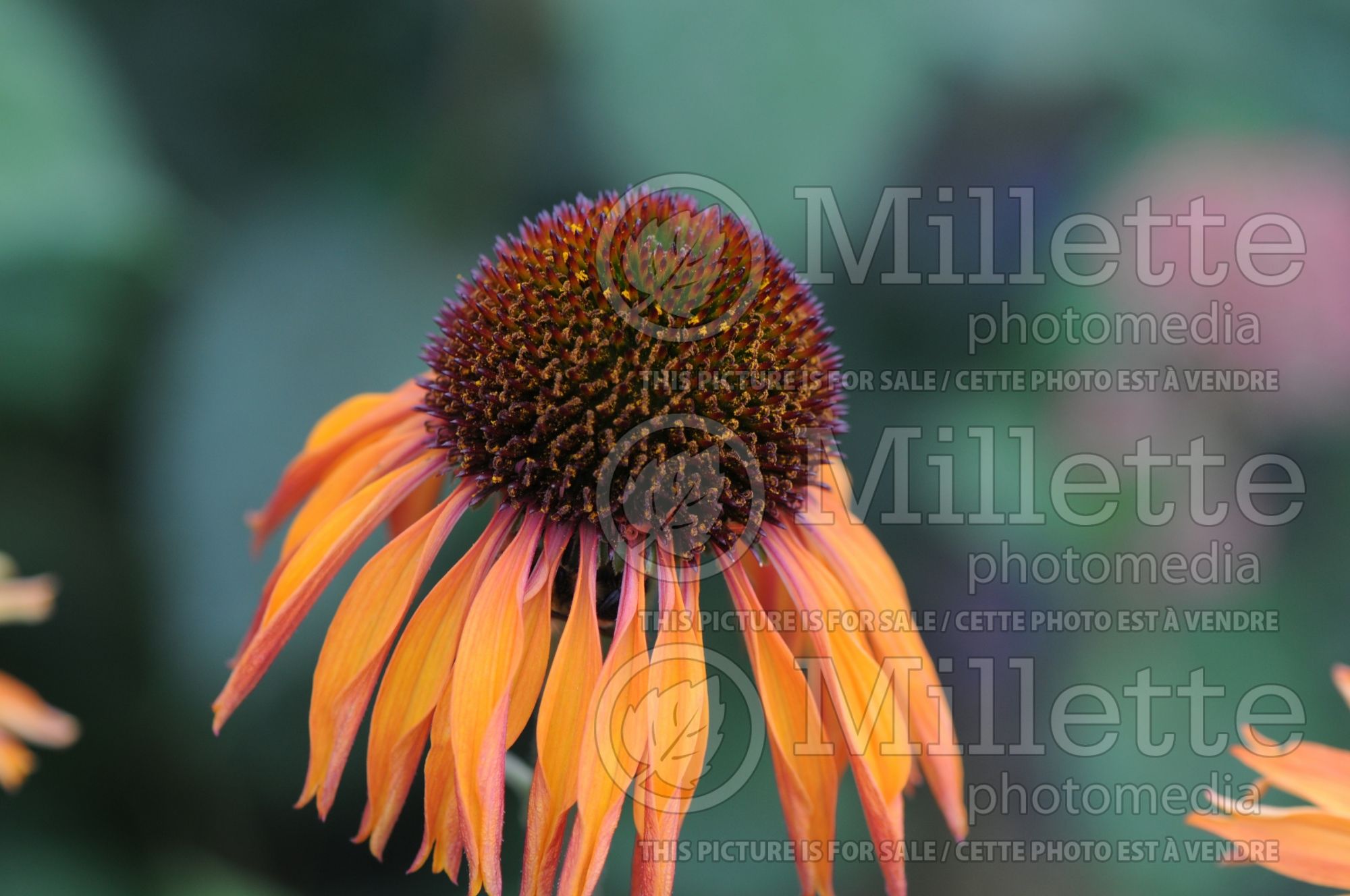 Echinacea Firebird (Coneflower) 5