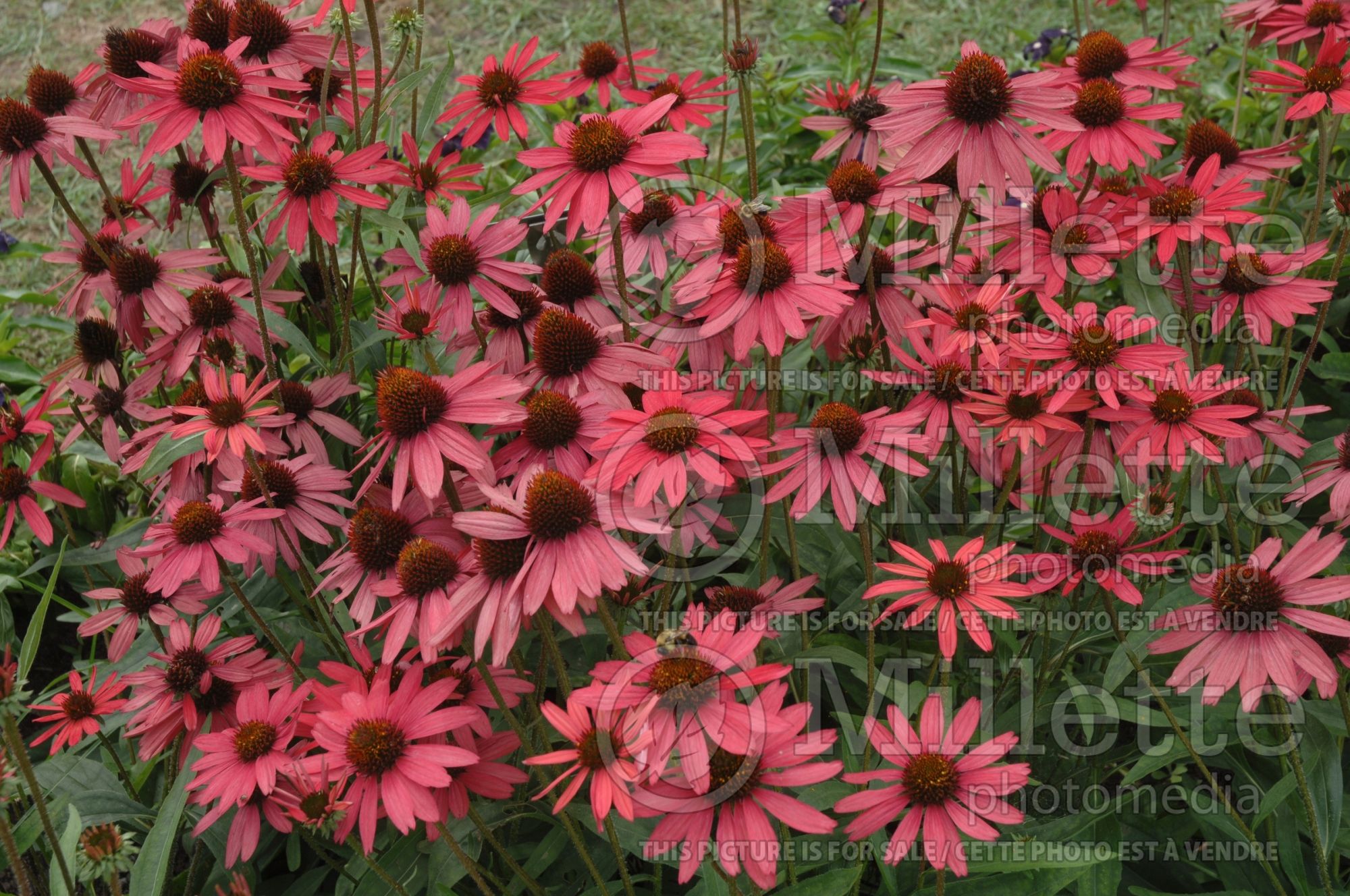 Echinacea Glowing Dream (Coneflower) 5