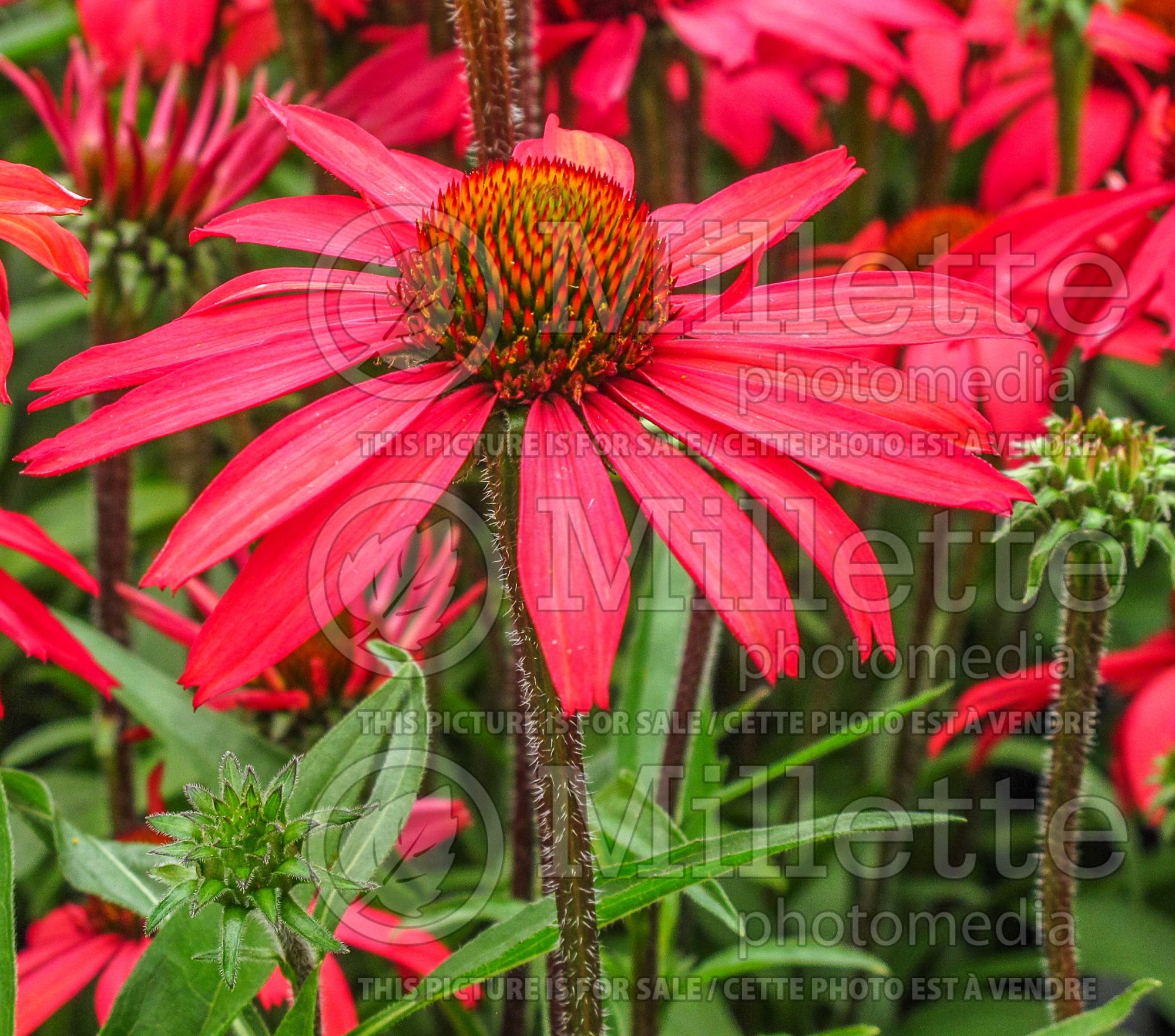 Echinacea Glowing Dream (Coneflower) 6
