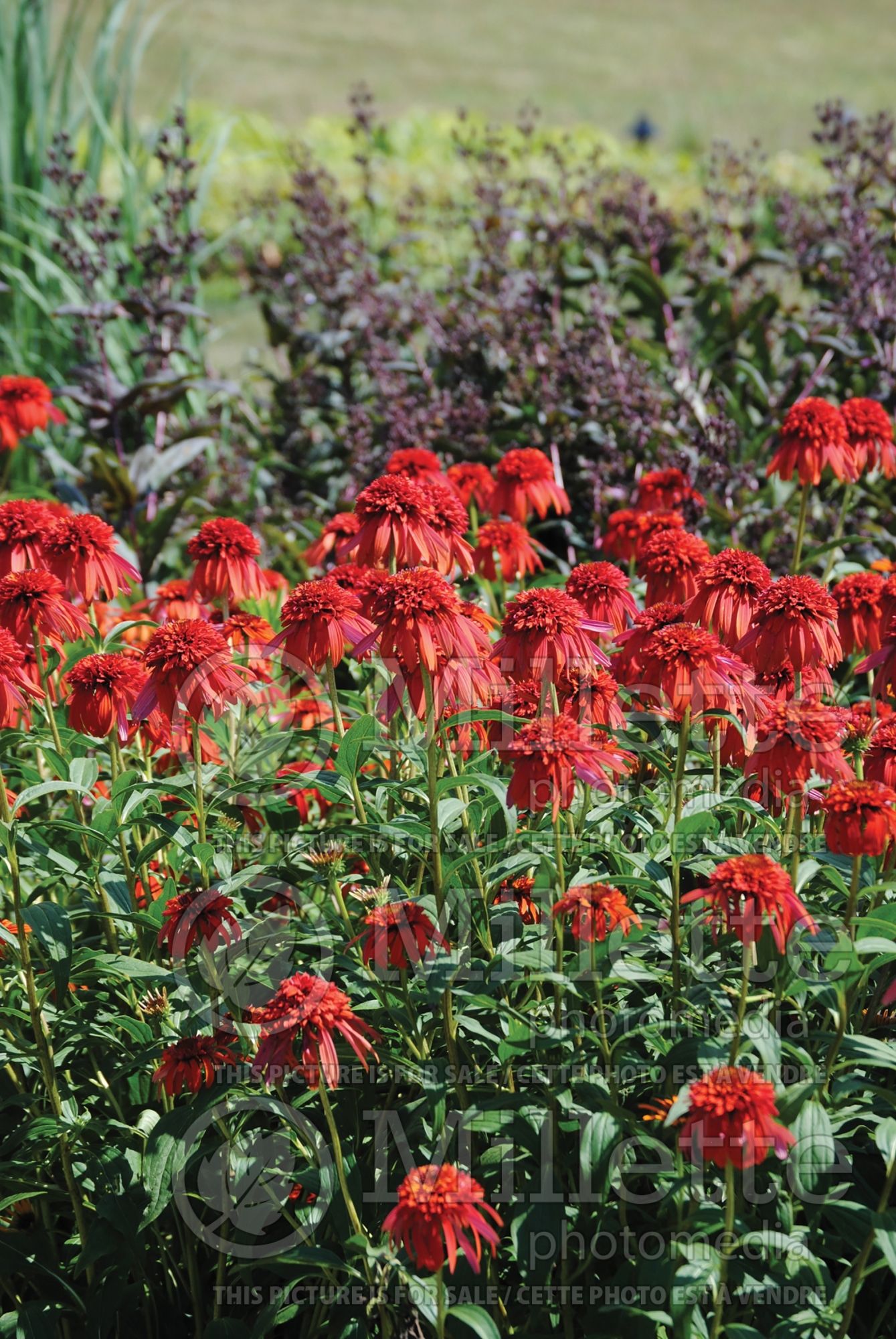 Echinacea Hot Papaya (Coneflower) 15