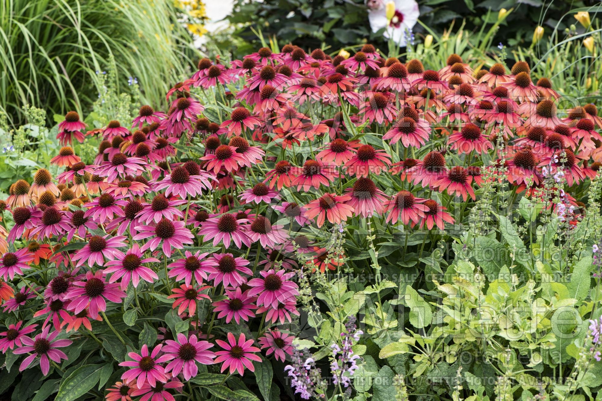 Echinacea Lakota Fire (coneflower) 1