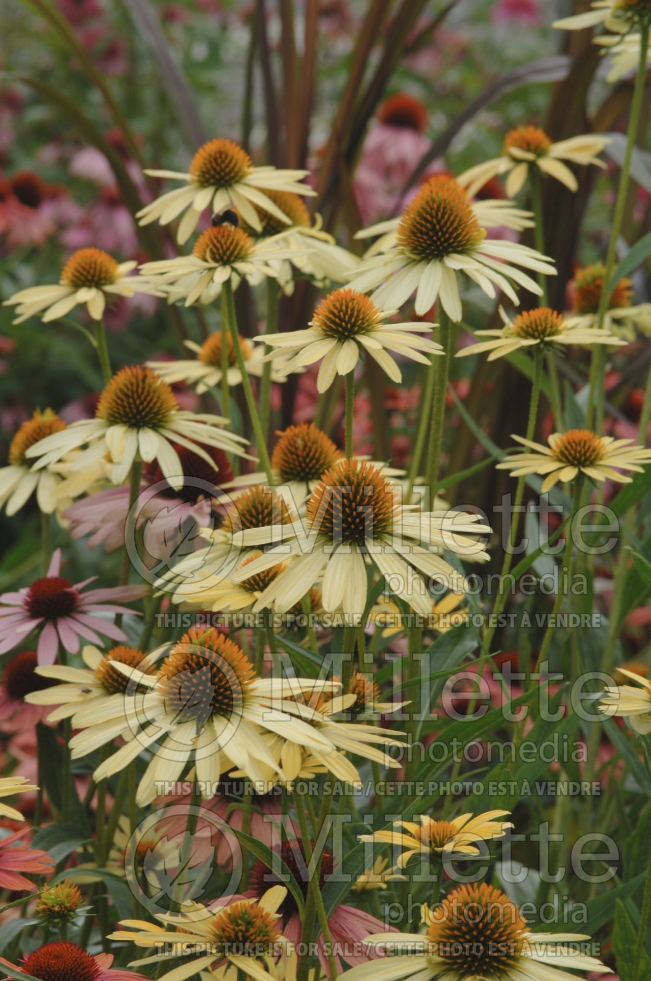 Echinacea Mango Meadowbrite (Coneflower) 3