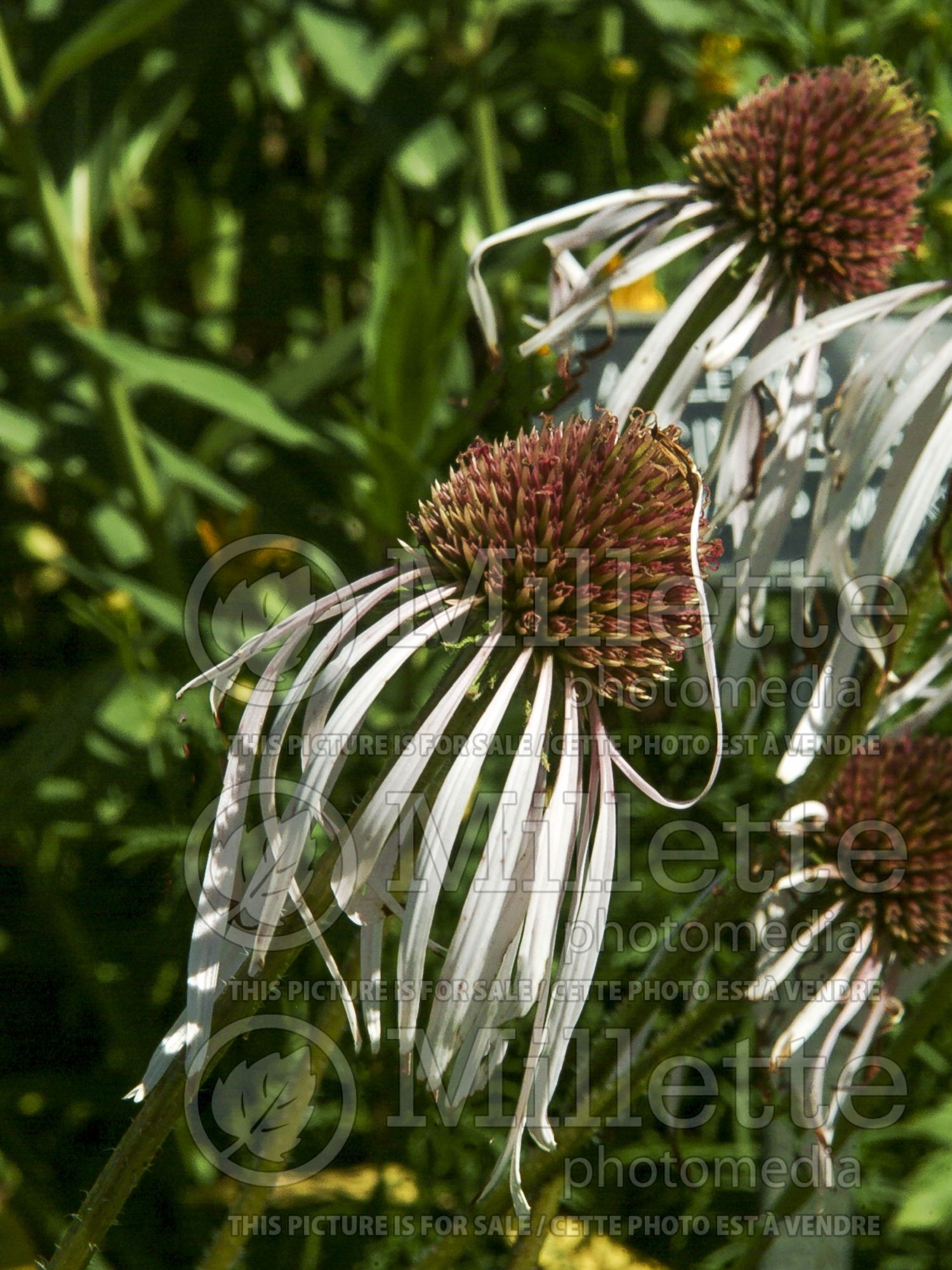 Echinacea Hula Dancer (Coneflower) 2