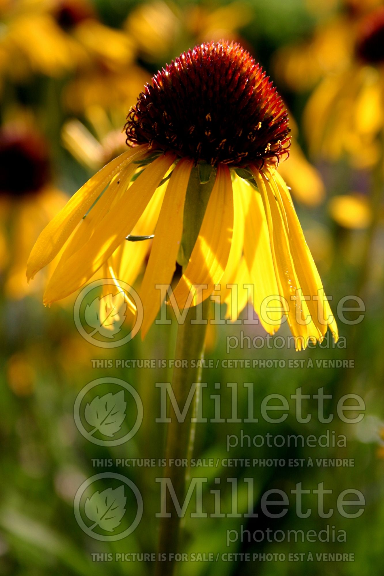Echinacea paradoxa (Coneflower) 4