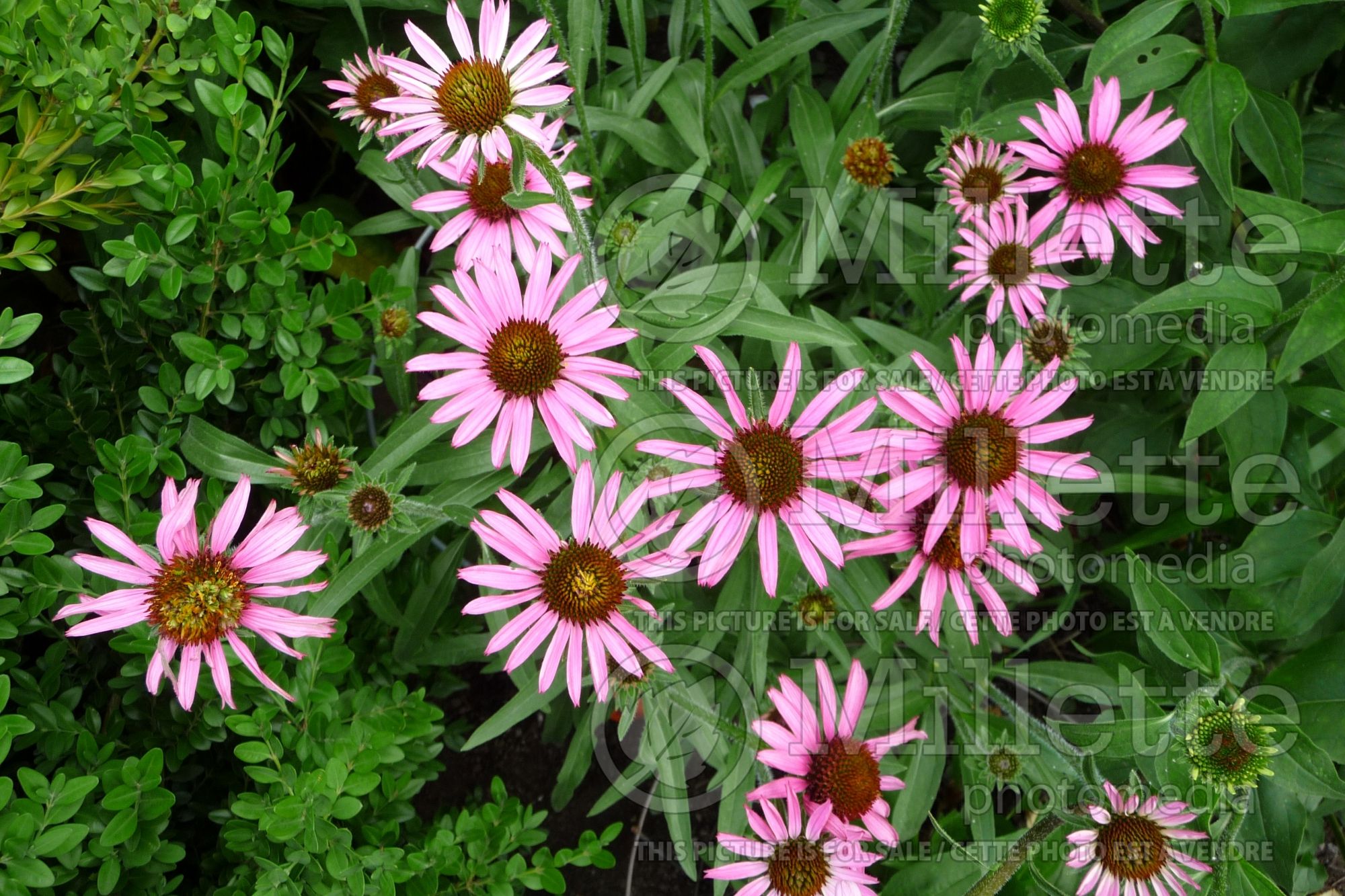 Echinacea Pixie Meadowbrite (Coneflower) 1