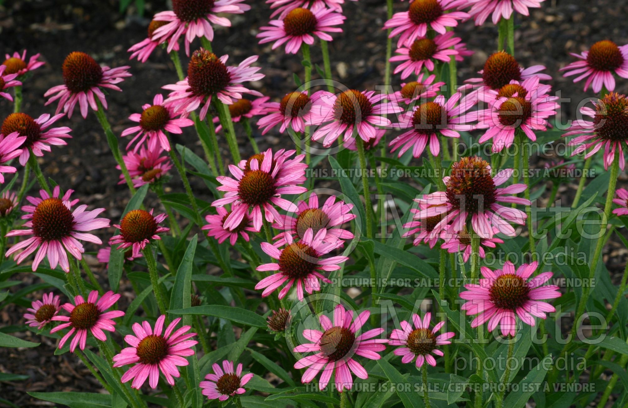 Echinacea Pixie Meadowbrite (Coneflower) 2