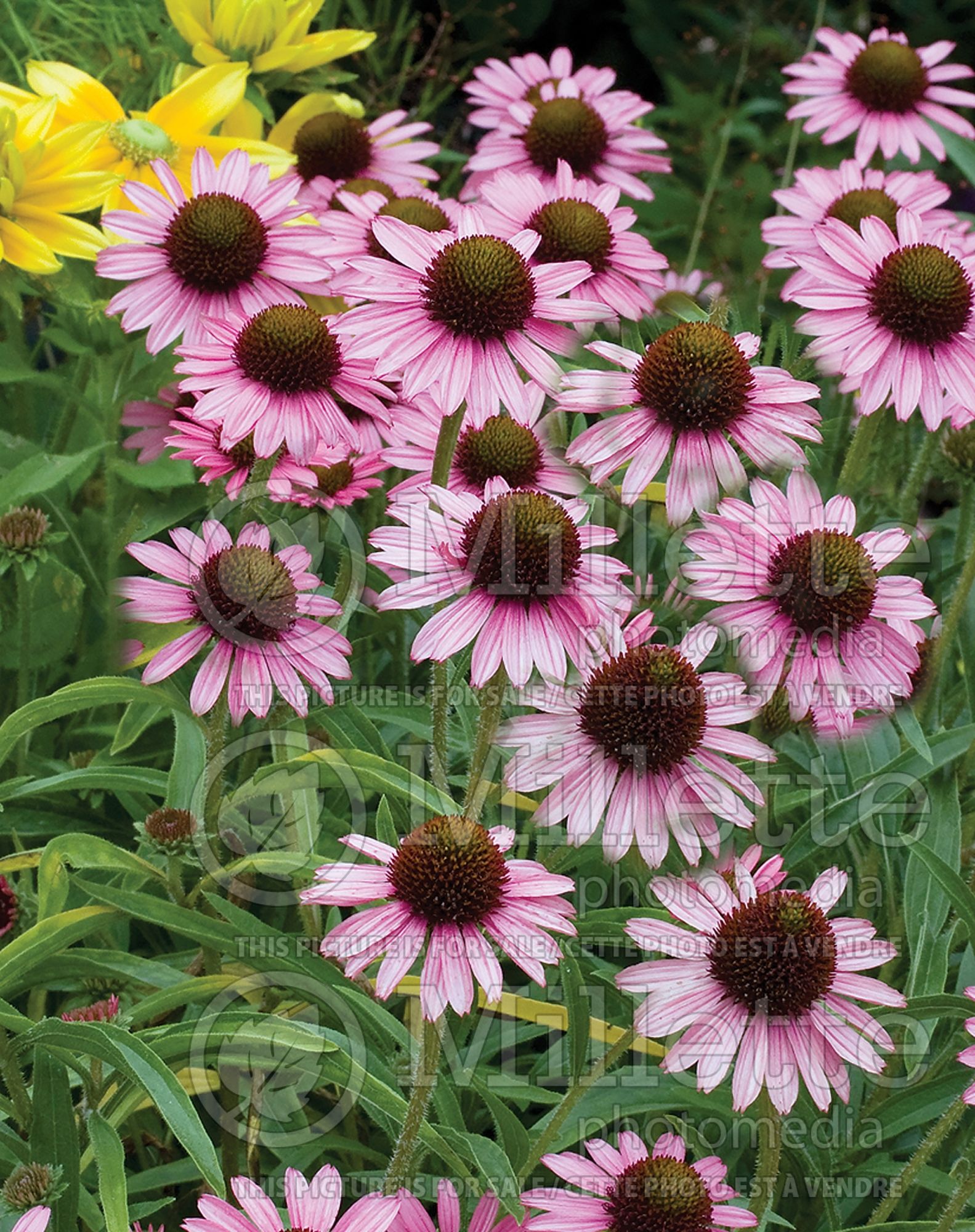 Echinacea Pixie Meadowbrite (Coneflower) 3