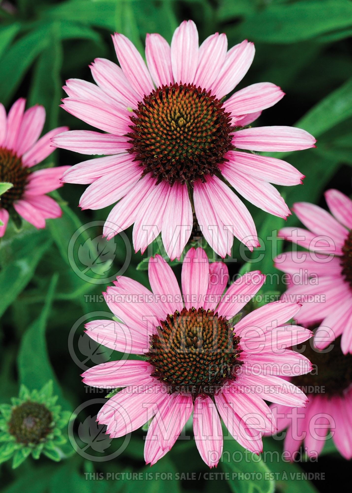 Echinacea Pixie Meadowbrite (Coneflower) 4