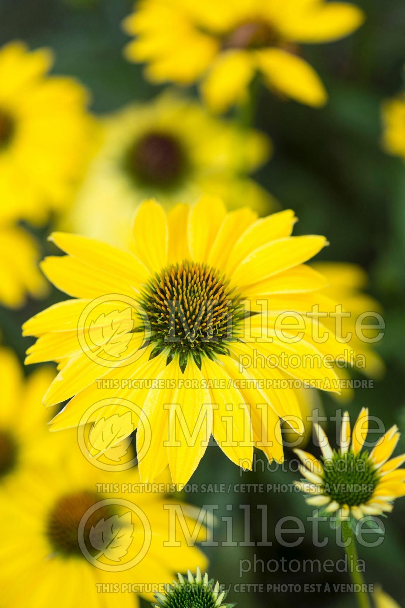 Echinacea Prairie Pillars Leilani (Coneflower) 6