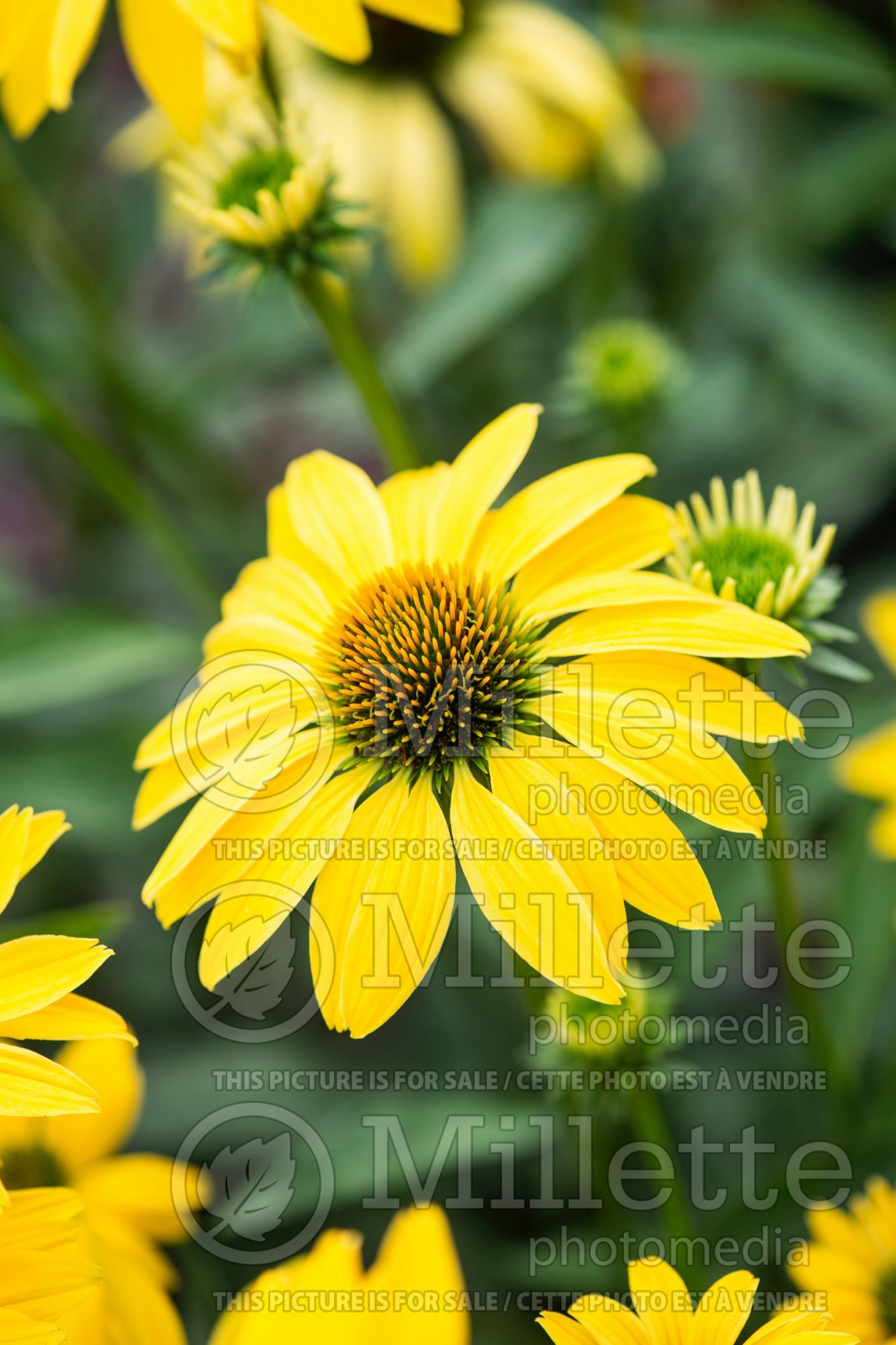 Echinacea Prairie Pillars Leilani (Coneflower) 7