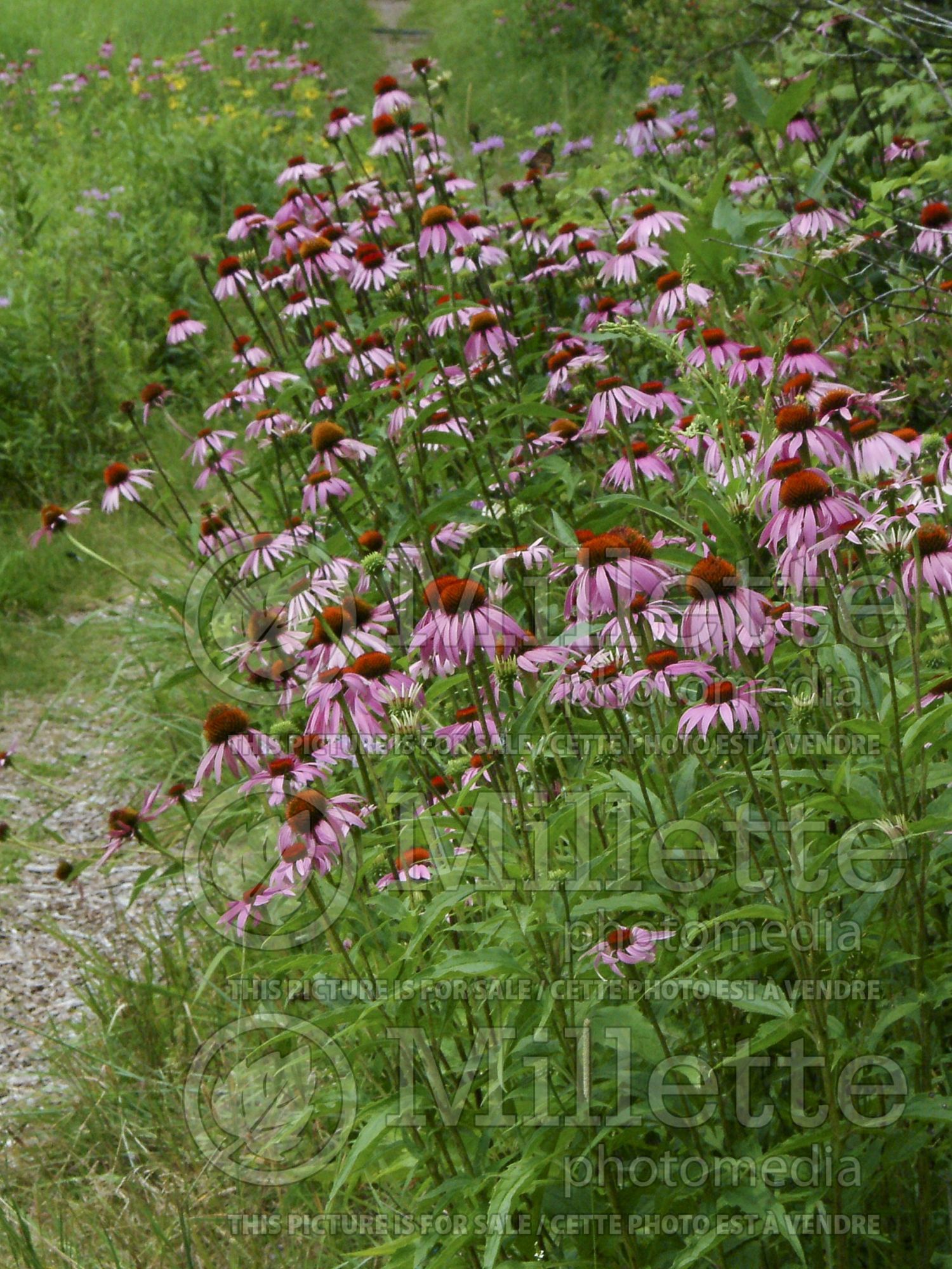 Echinacea purpurea (Coneflower) 2