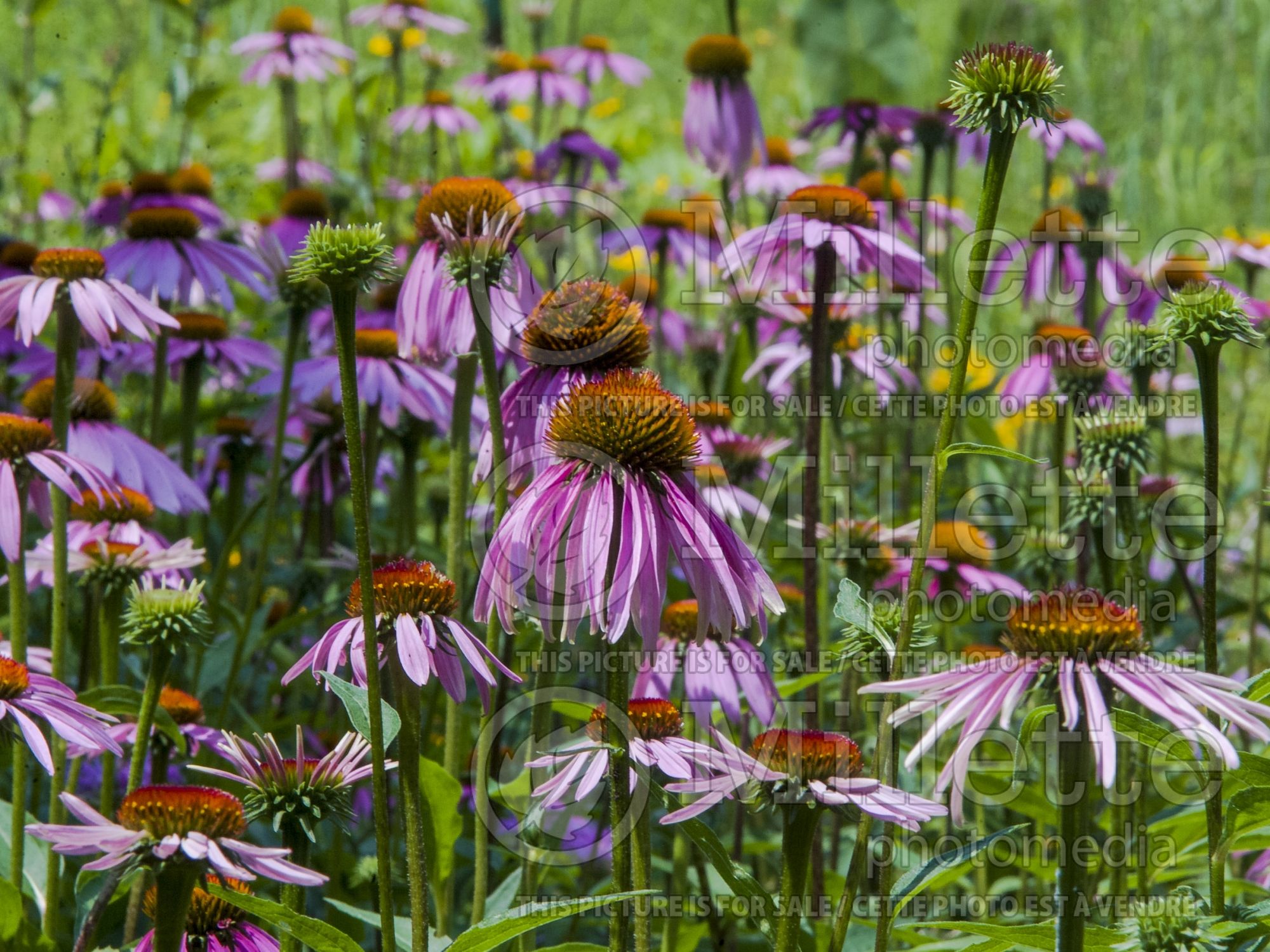 Echinacea purpurea (Coneflower) 3