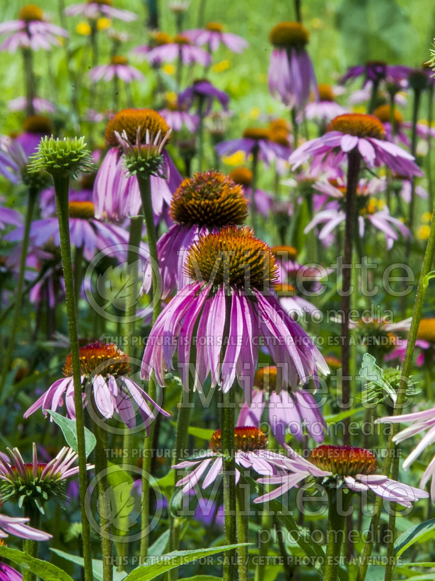 Echinacea purpurea (Coneflower) 4