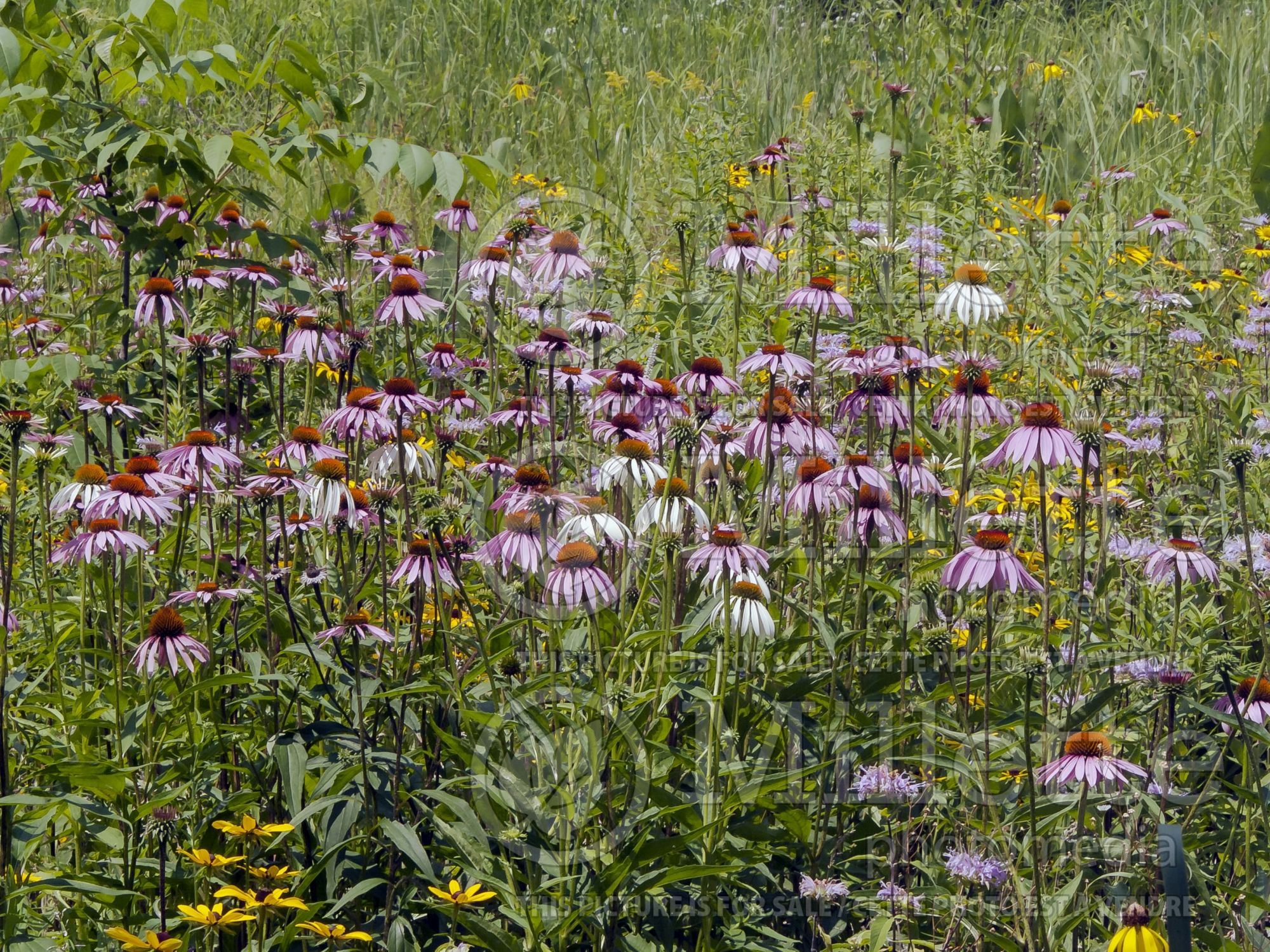 Echinacea purpurea (Coneflower) 5