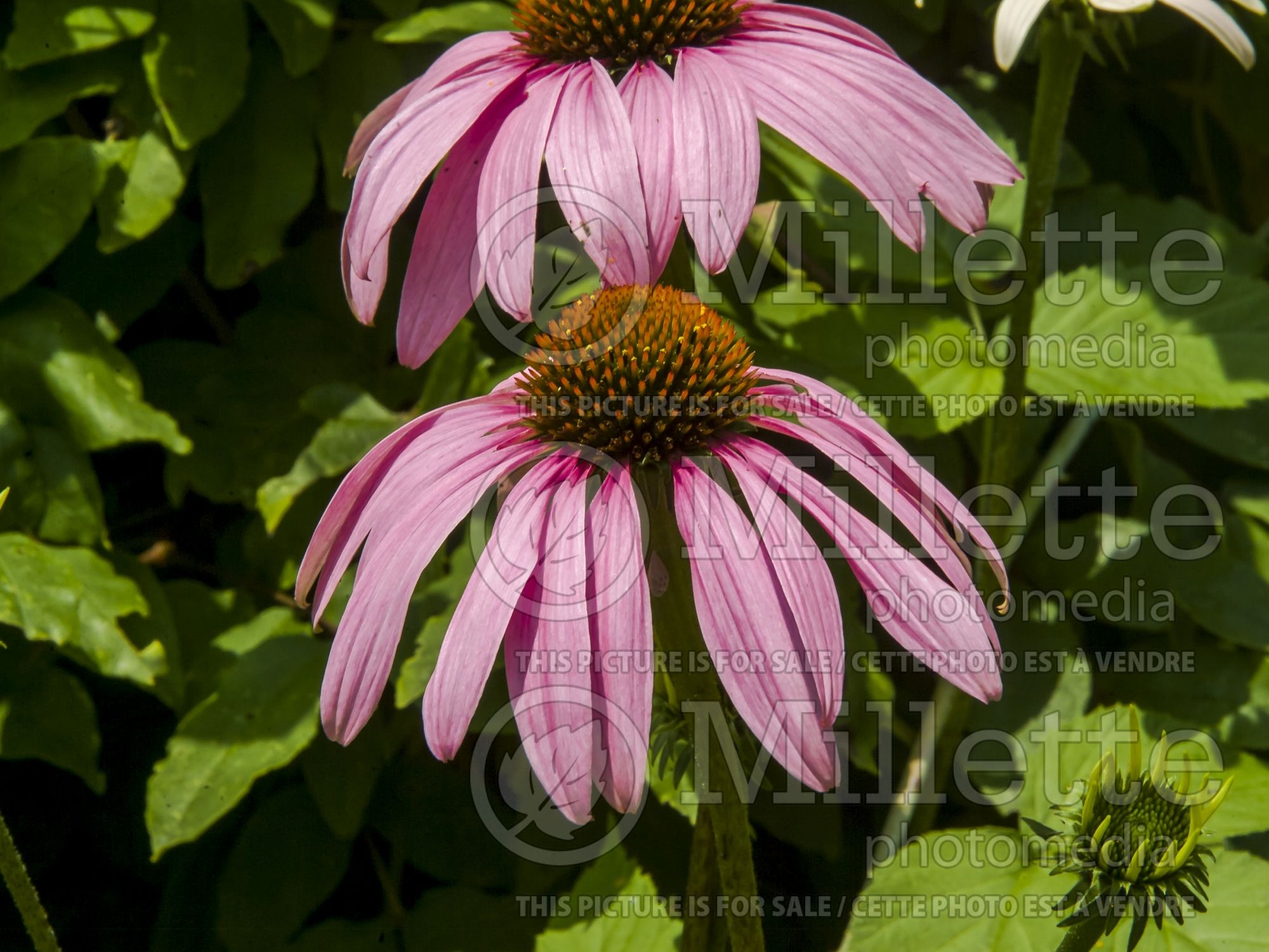 Echinacea purpurea (Coneflower) 6