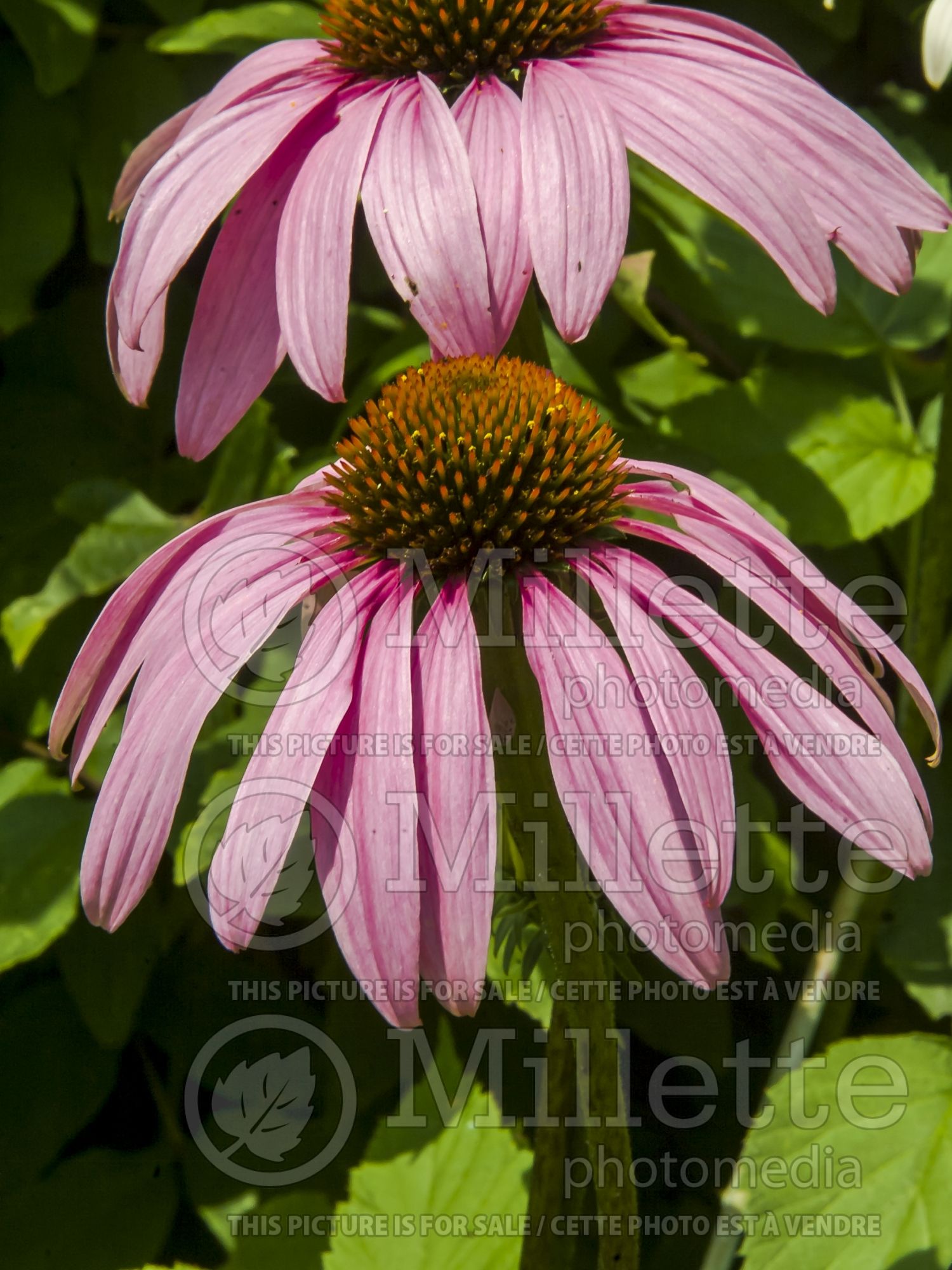 Echinacea purpurea (Coneflower) 7