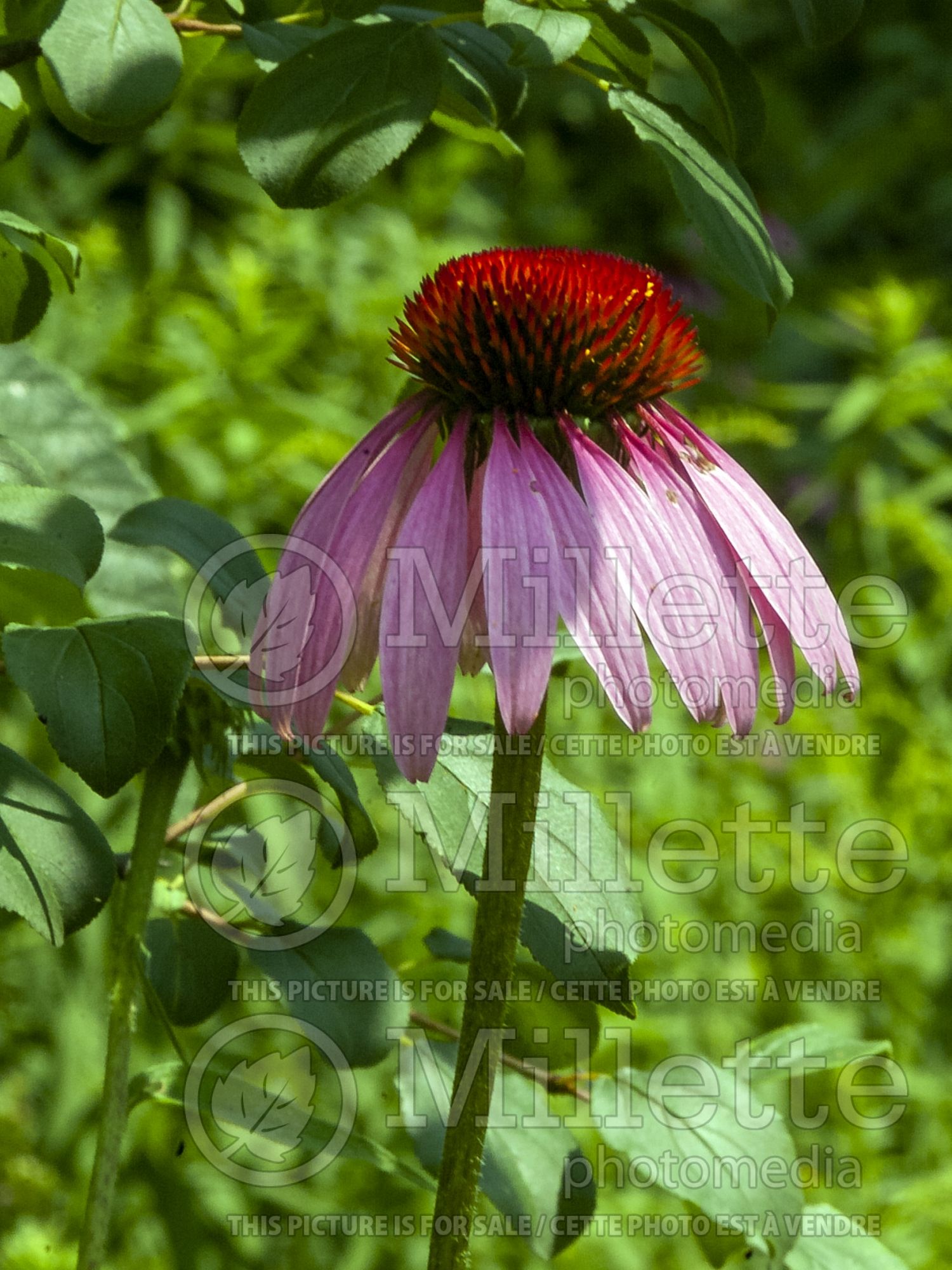 Echinacea purpurea (Coneflower) 8