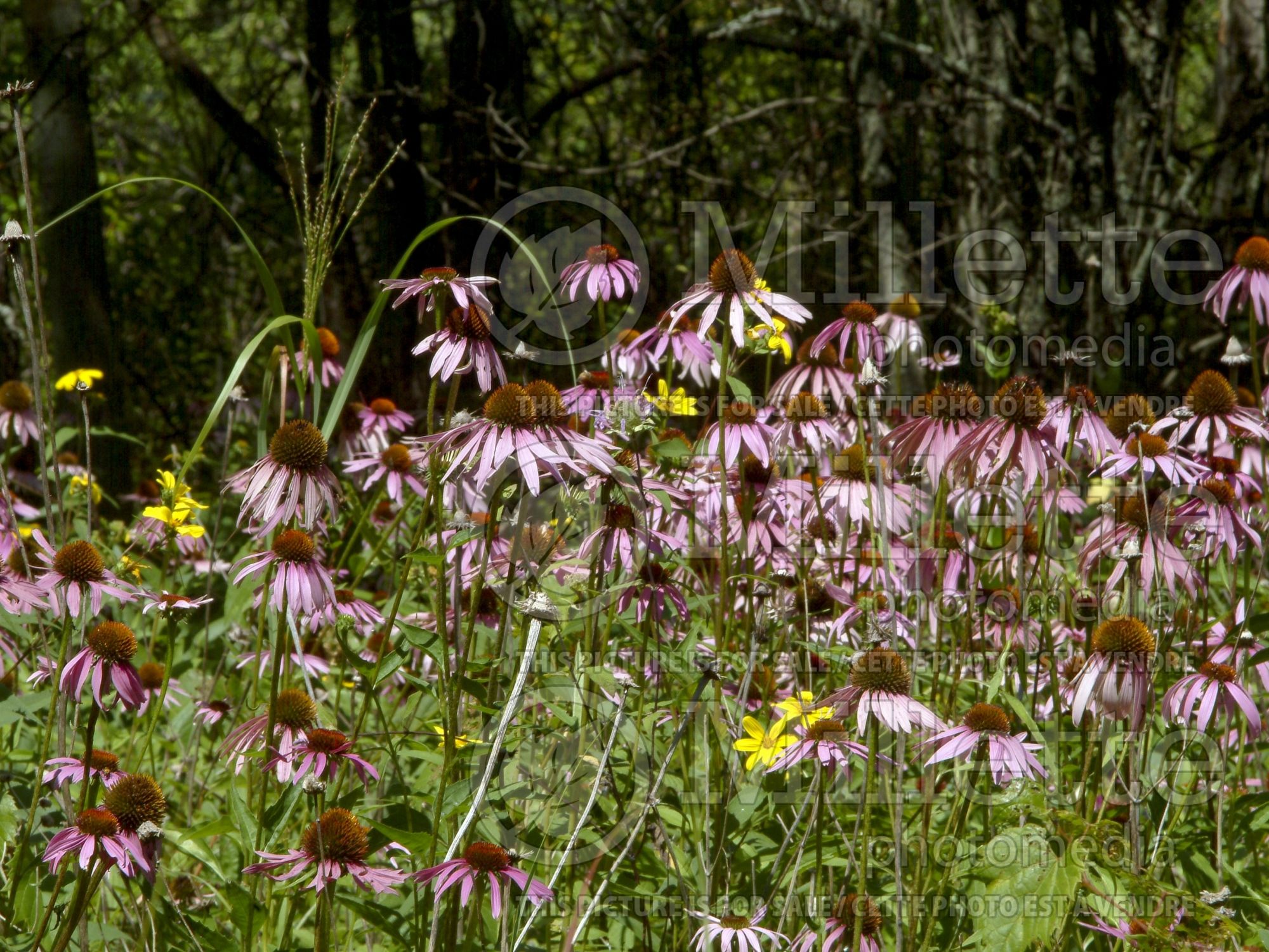 Echinacea purpurea (Coneflower) 9