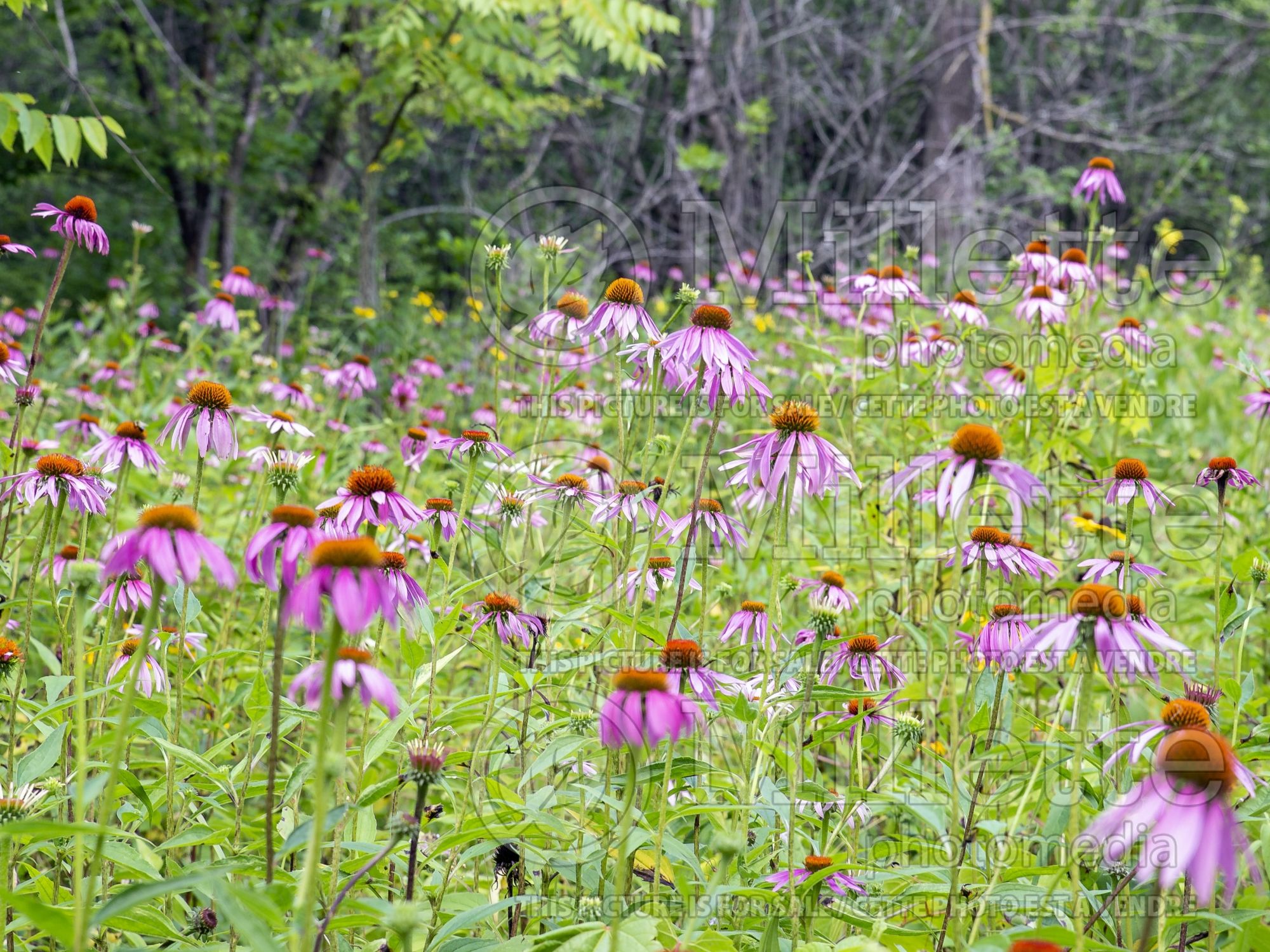 Echinacea purpurea (Coneflower) 10