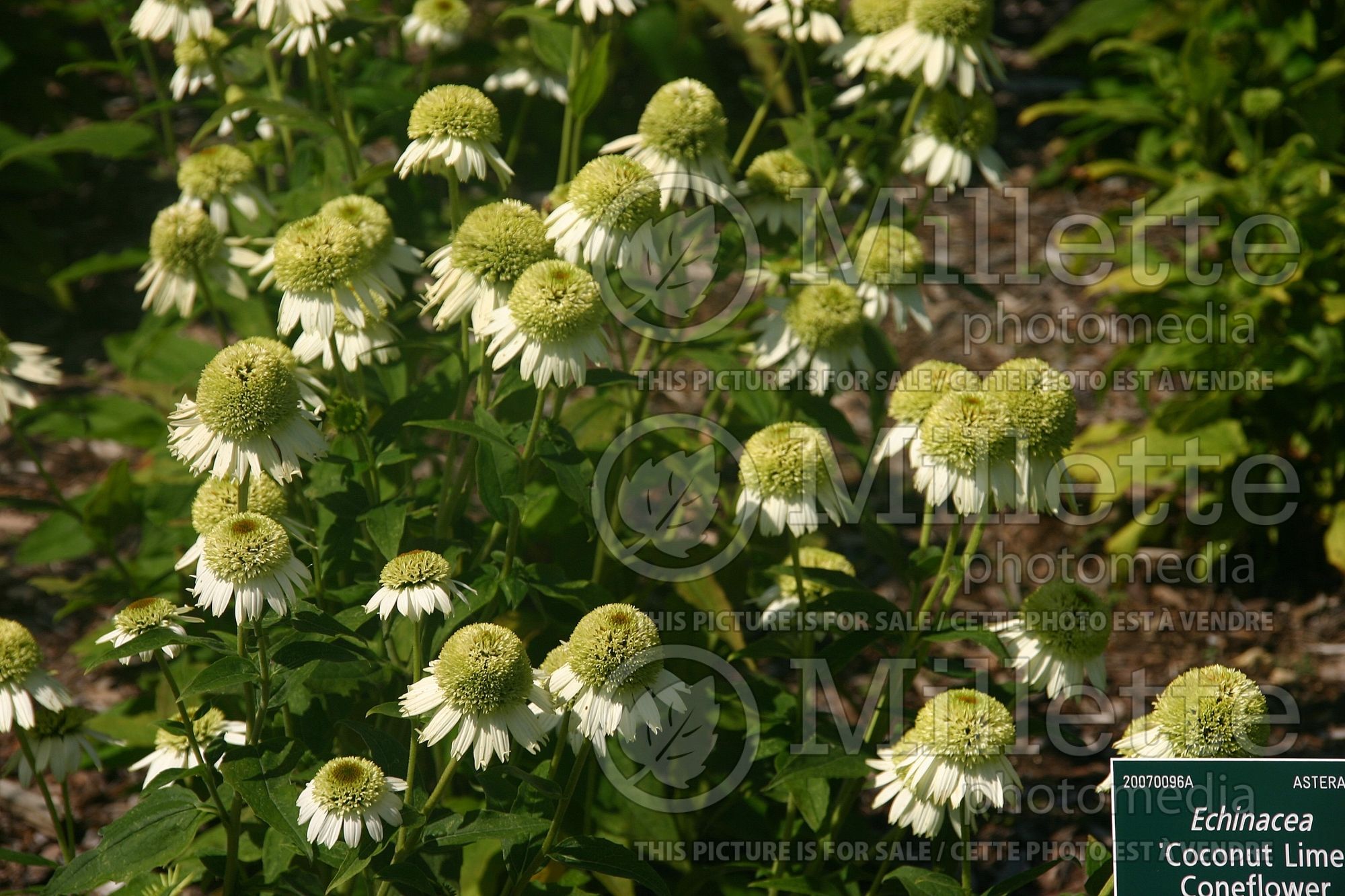 Echinacea Coconut Lime (Coneflower) 9