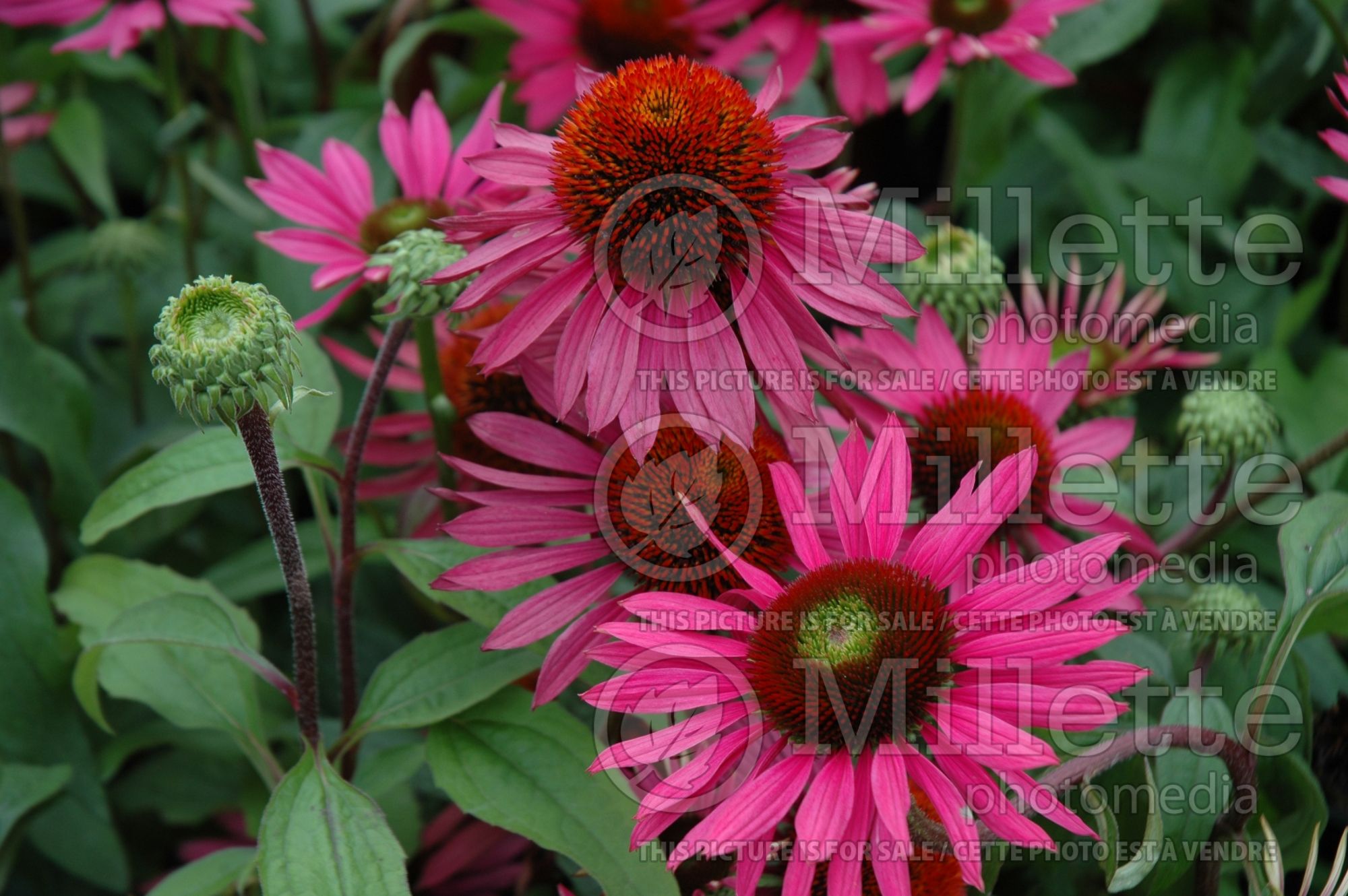 Echinacea Green Eyes (Coneflower) 4