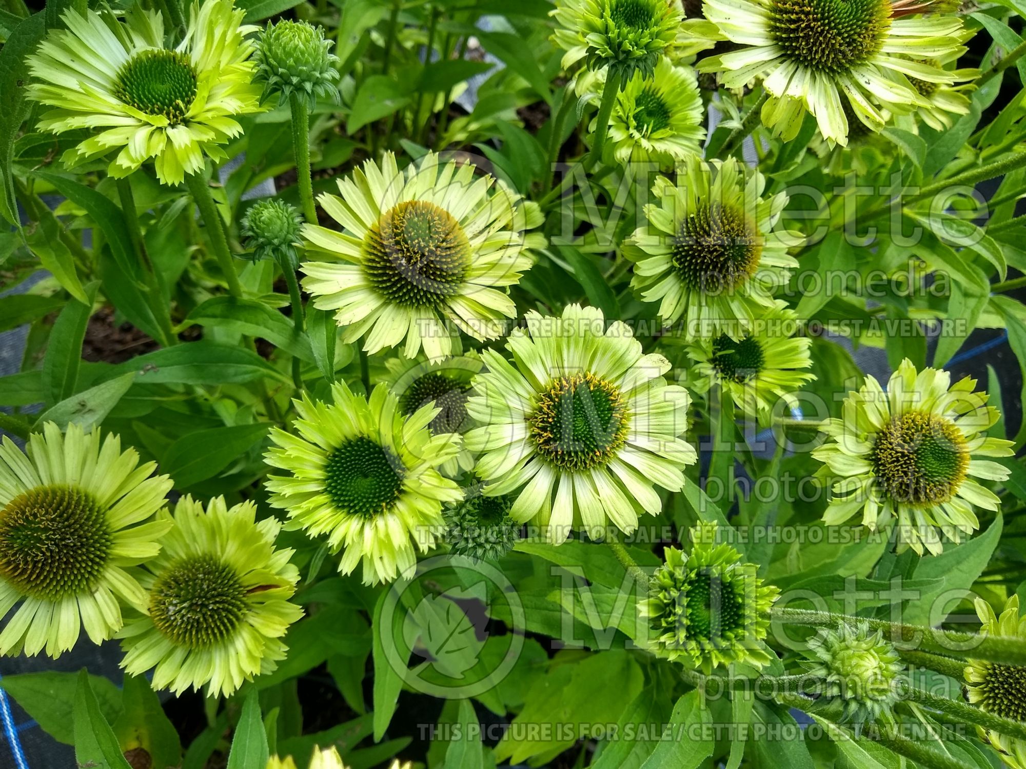 Echinacea Green Jewel (Coneflower) 9