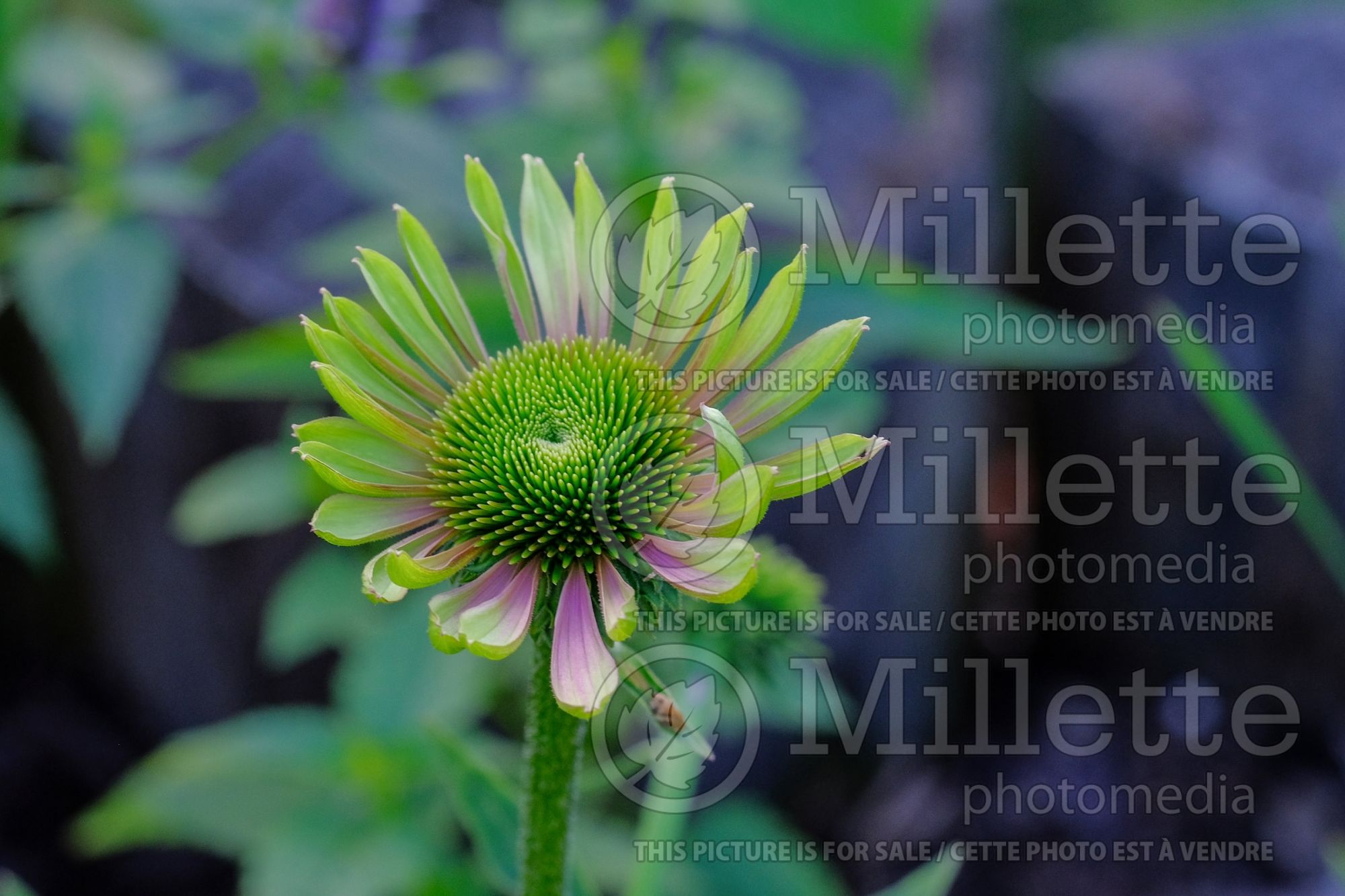 Echinacea Green Twister (Coneflower) 1