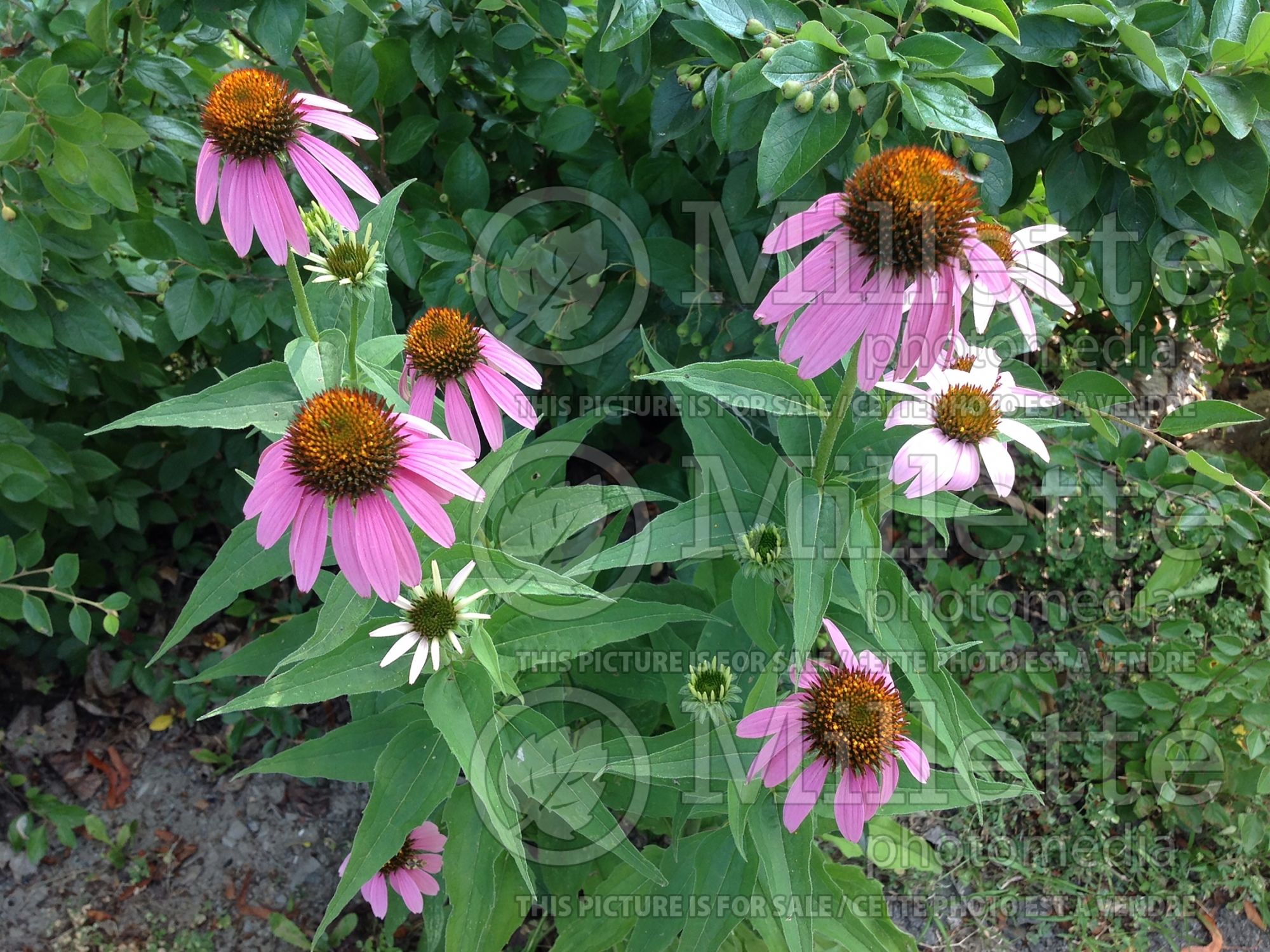 Echinacea purpurea (Coneflower) 1