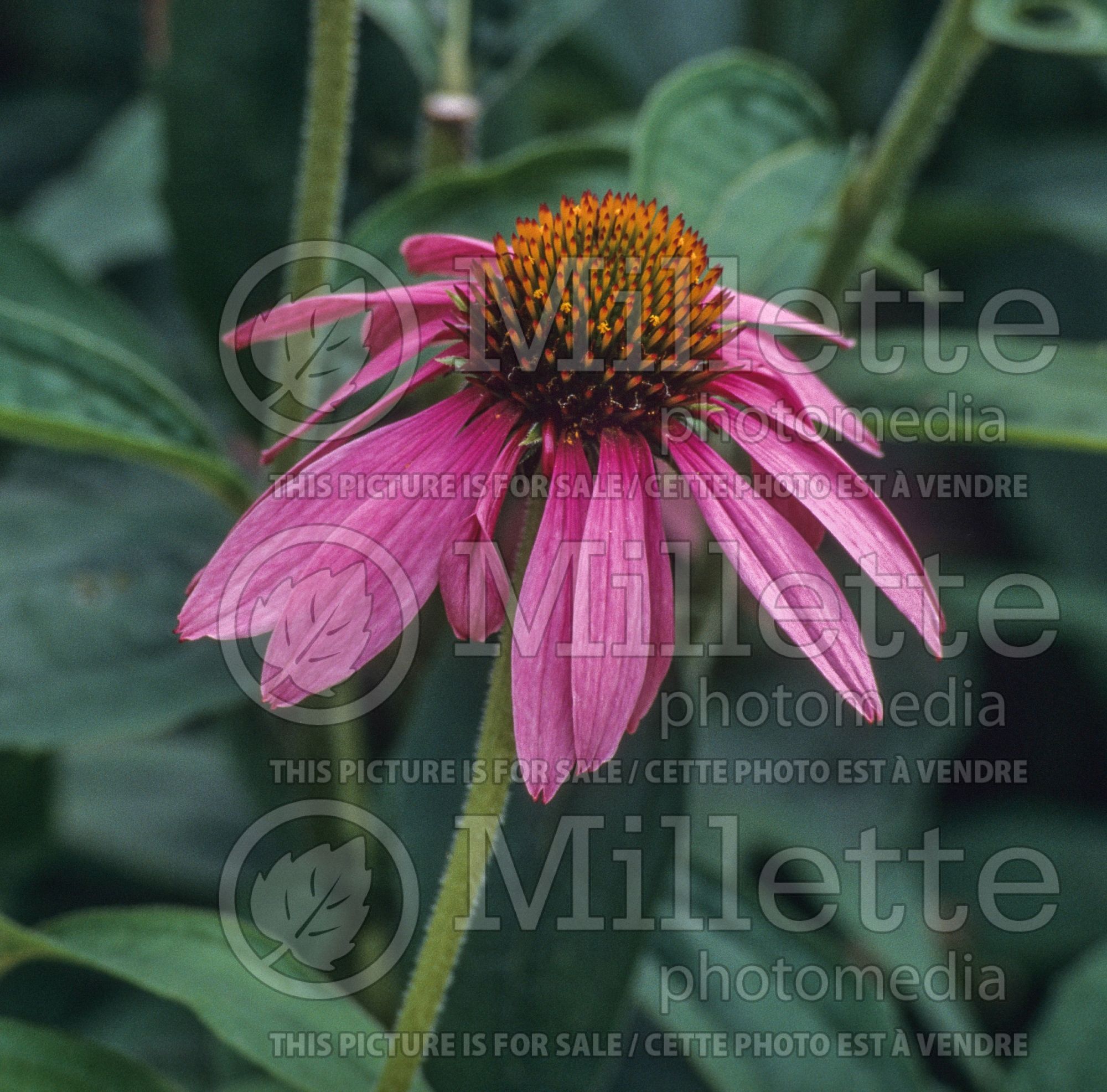 Echinacea Magnus (Coneflower Échinacée) 1