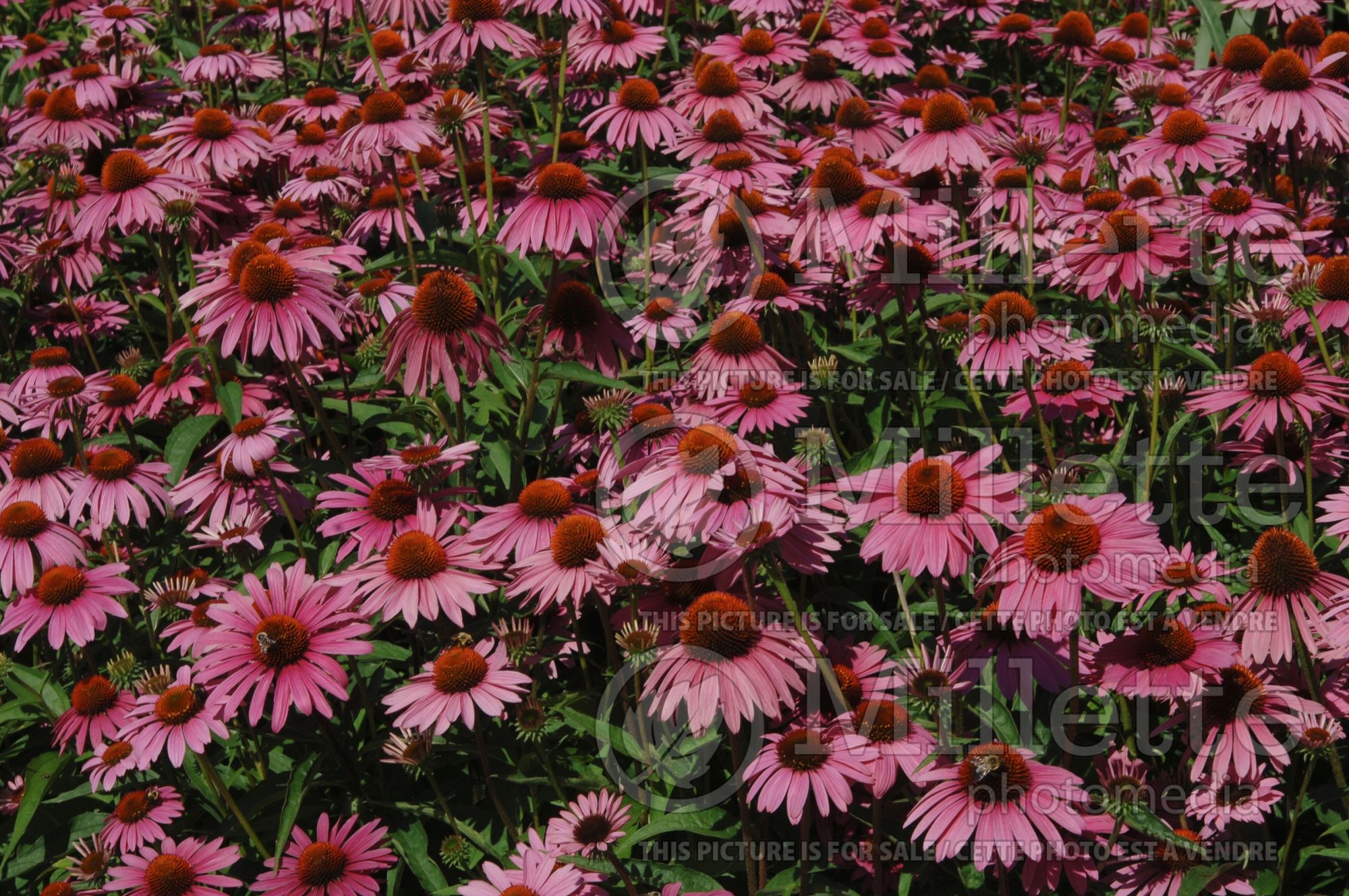 Echinacea Pica Bella (Coneflower) 10