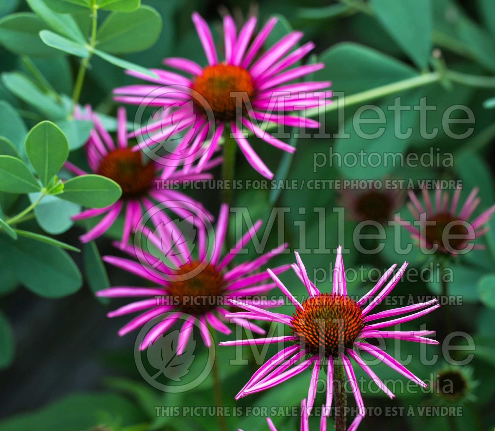 Echinacea Pica Bella (Coneflower) 7