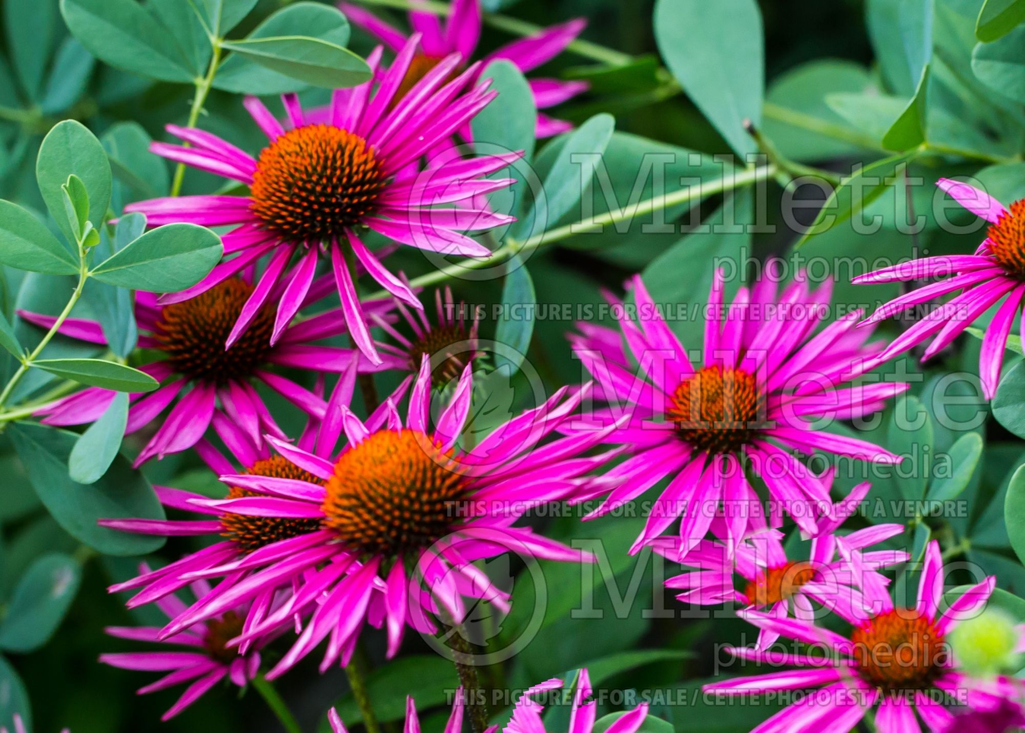 Echinacea Pica Bella (Coneflower) 8